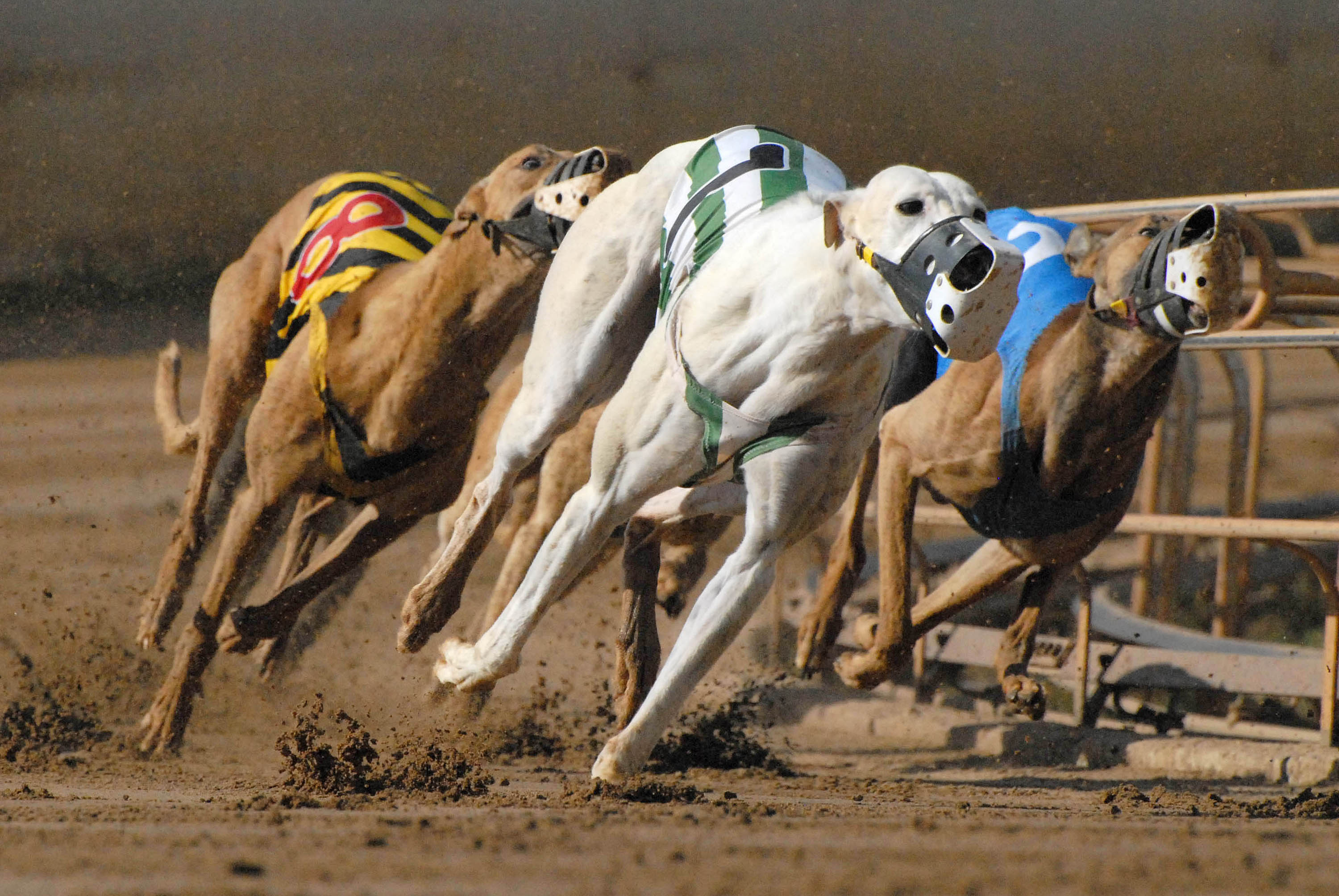 Greyhound Race