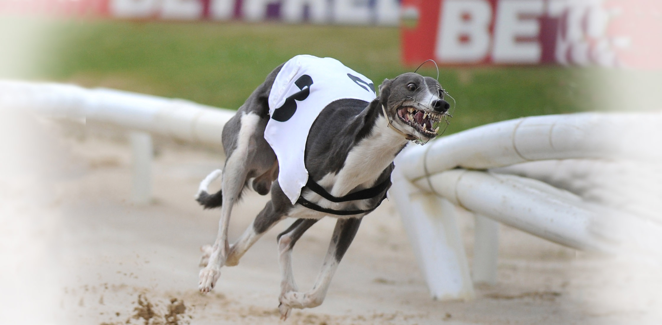 Turbo quickest in 'Steel City' Greyhound Star News from the Greyhound Industry