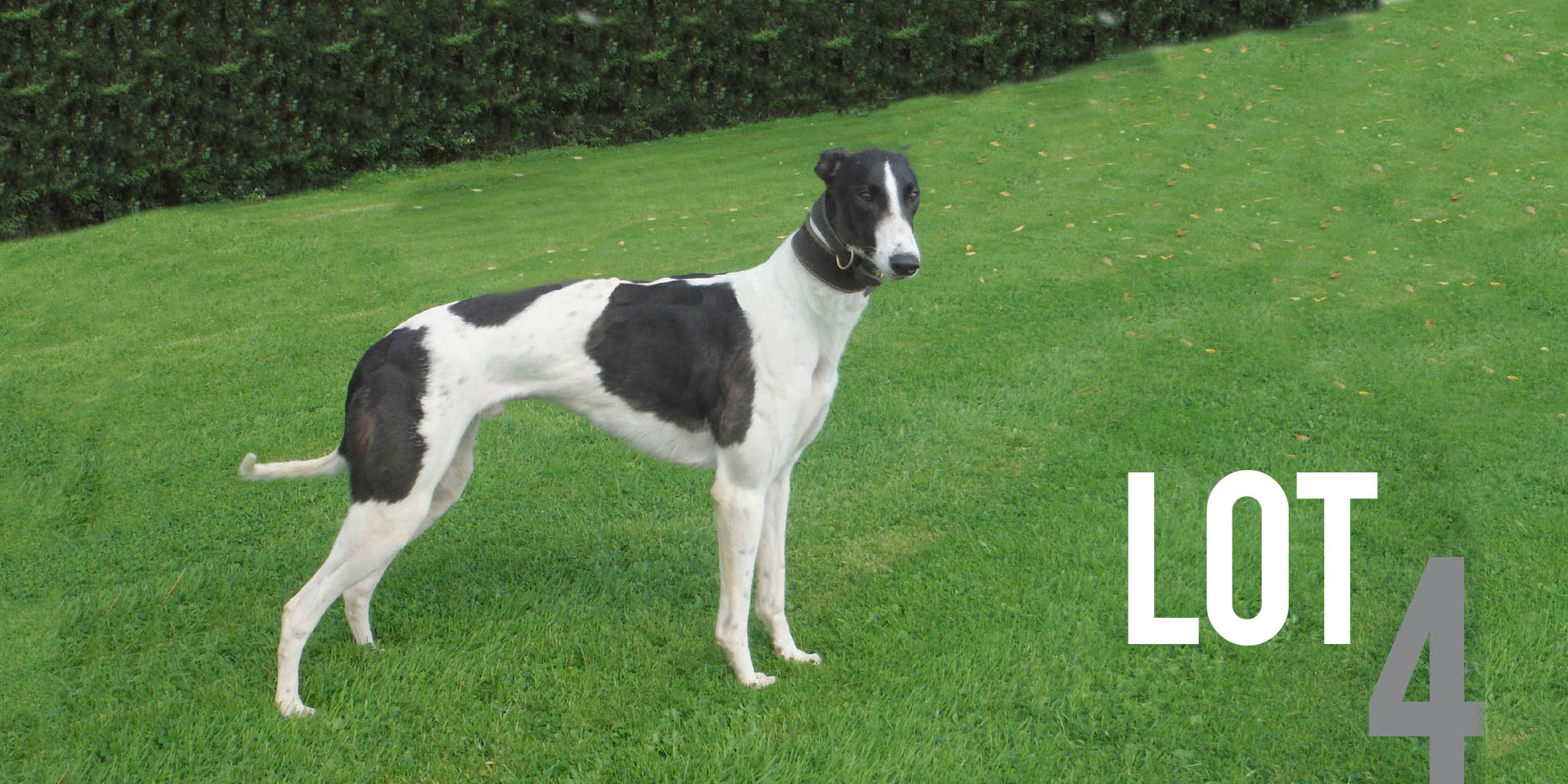 Ballymac bidding closes Sunday Greyhound Star News from the