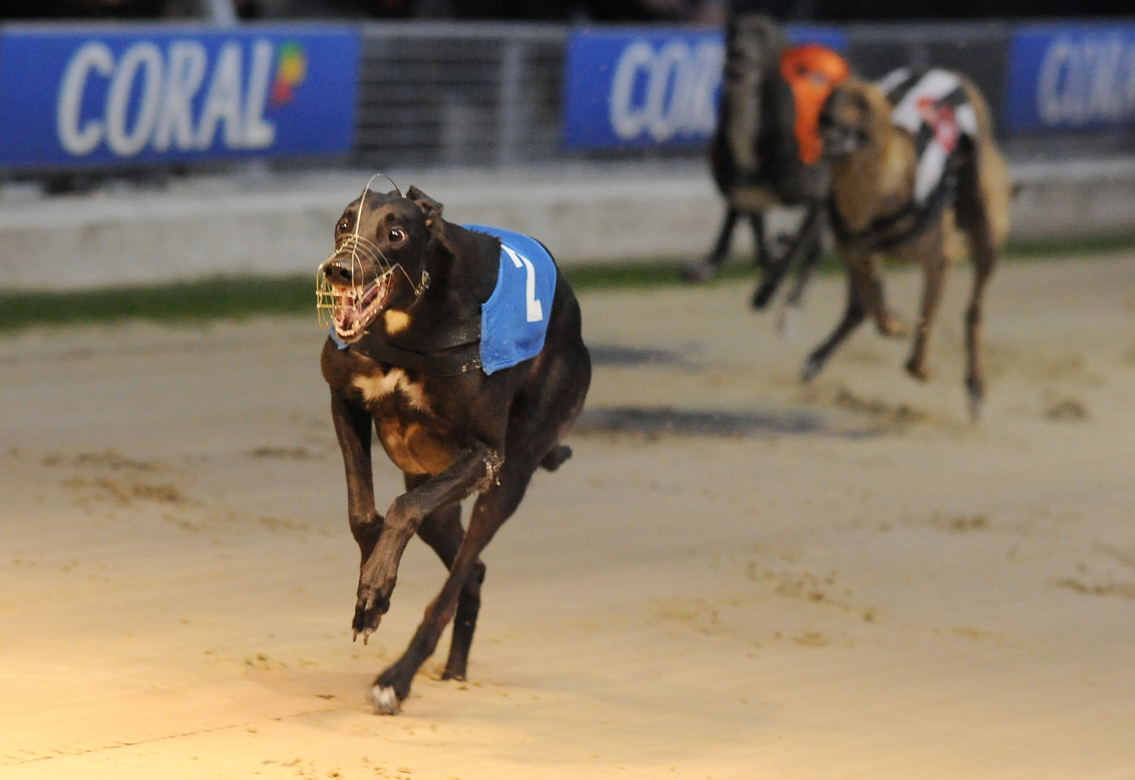 ROXHOLMES RULE ROMFORD - Greyhound Star | News From The Greyhound Industry