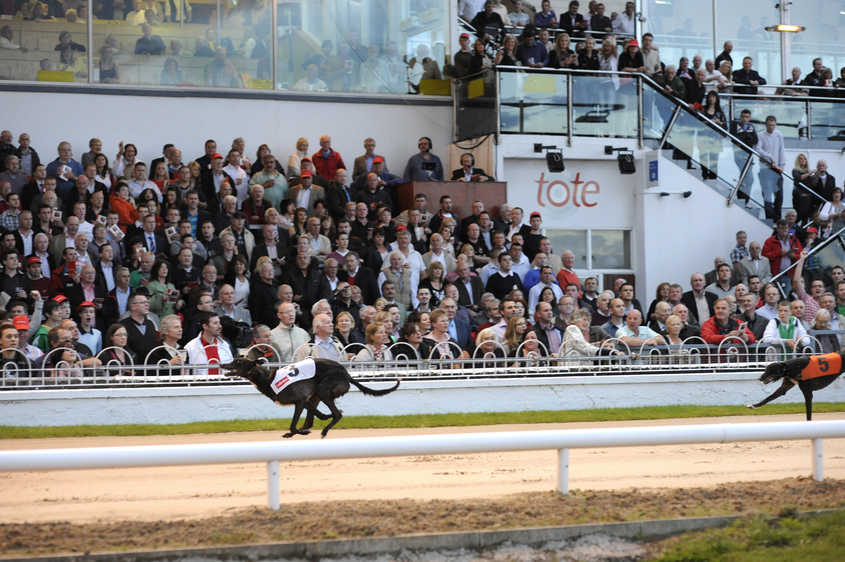 Crowds, tote, betting all up in Irish Derby Greyhound Star News