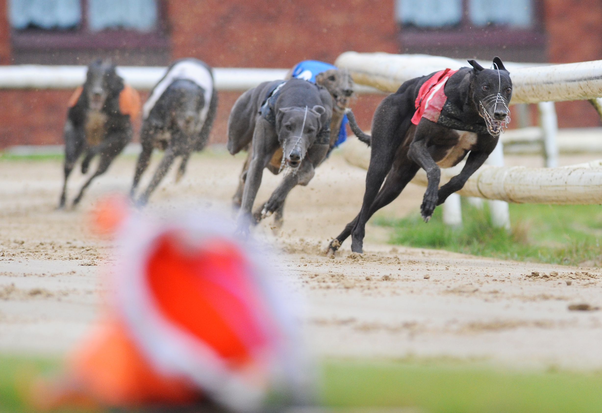 THREE ROMFORD FINALS - Greyhound Star | News From The Greyhound Industry