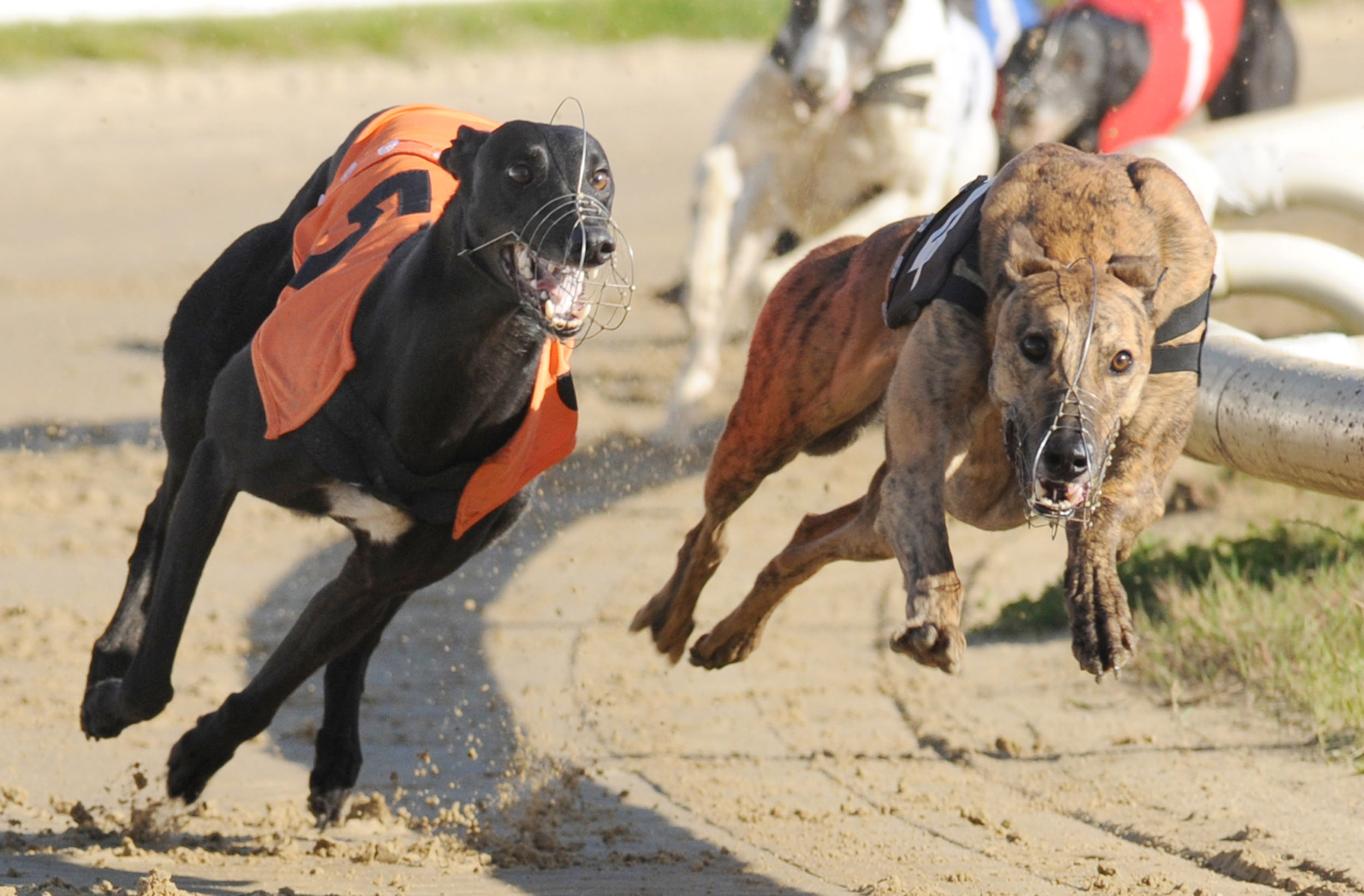 June McCombe’s Aclamon Dodo (t4) turns for home in the Stayers before securing a short head win over Sheffield’s Geelo Bullet (t5) - one of five winners for the hosts. Bags SIS Track Championship (North). Belle Vue 5th October 2016. Photo: Steve Nash