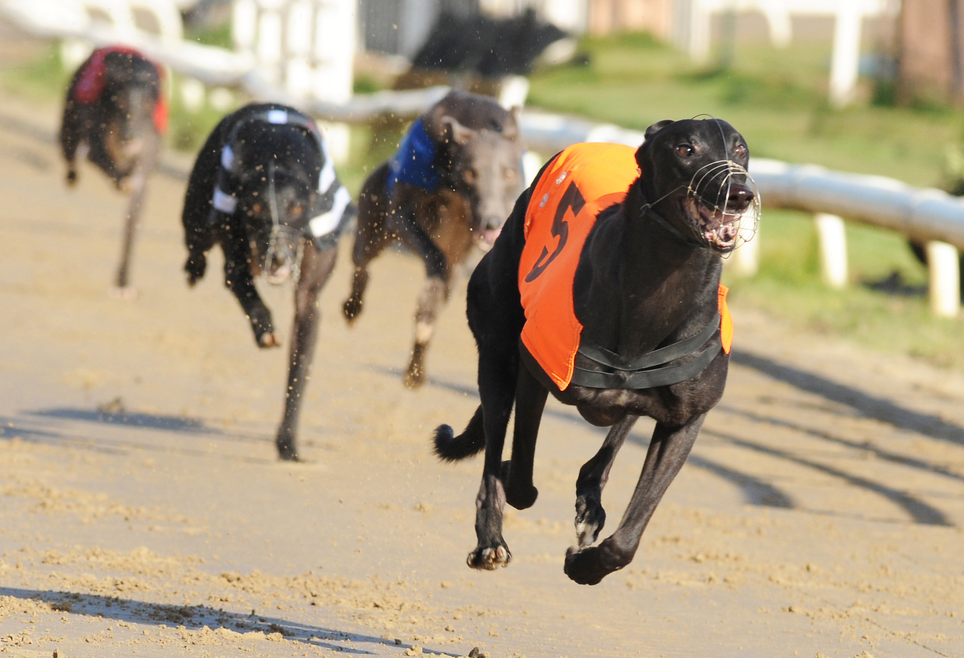 BALLYMAC JACK wins the Dogs, first leg of a John Walton double for the hosts. Bags SIS Track Championship (North). Belle Vue 5th October 2016. Photo: Steve Nash