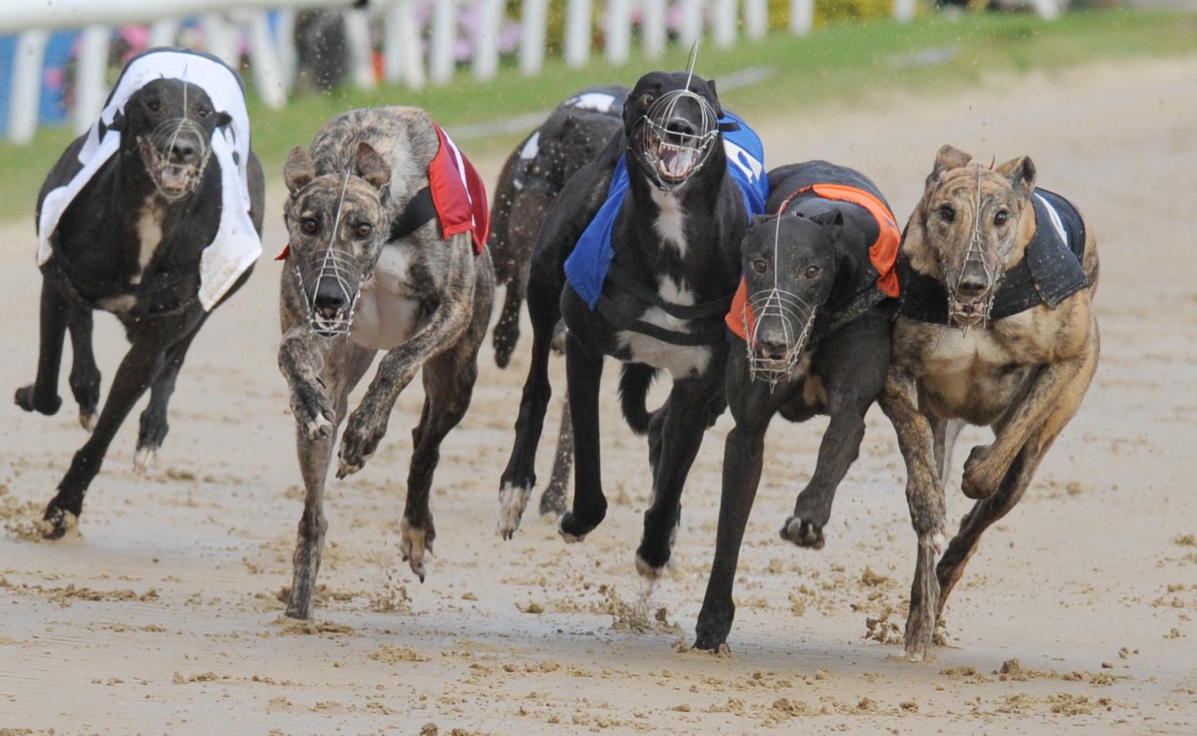 Belle Vue’s Scarlet Soze (t2) has just landed a short head win over Helfor Vautour (t1), Apostle (t5) and Holycross Turbo also involved in a blanket finish to the opening race for Youngsters. Bags SIS Track Championship (North). Belle Vue 5th October 2016. Photo: Steve Nash