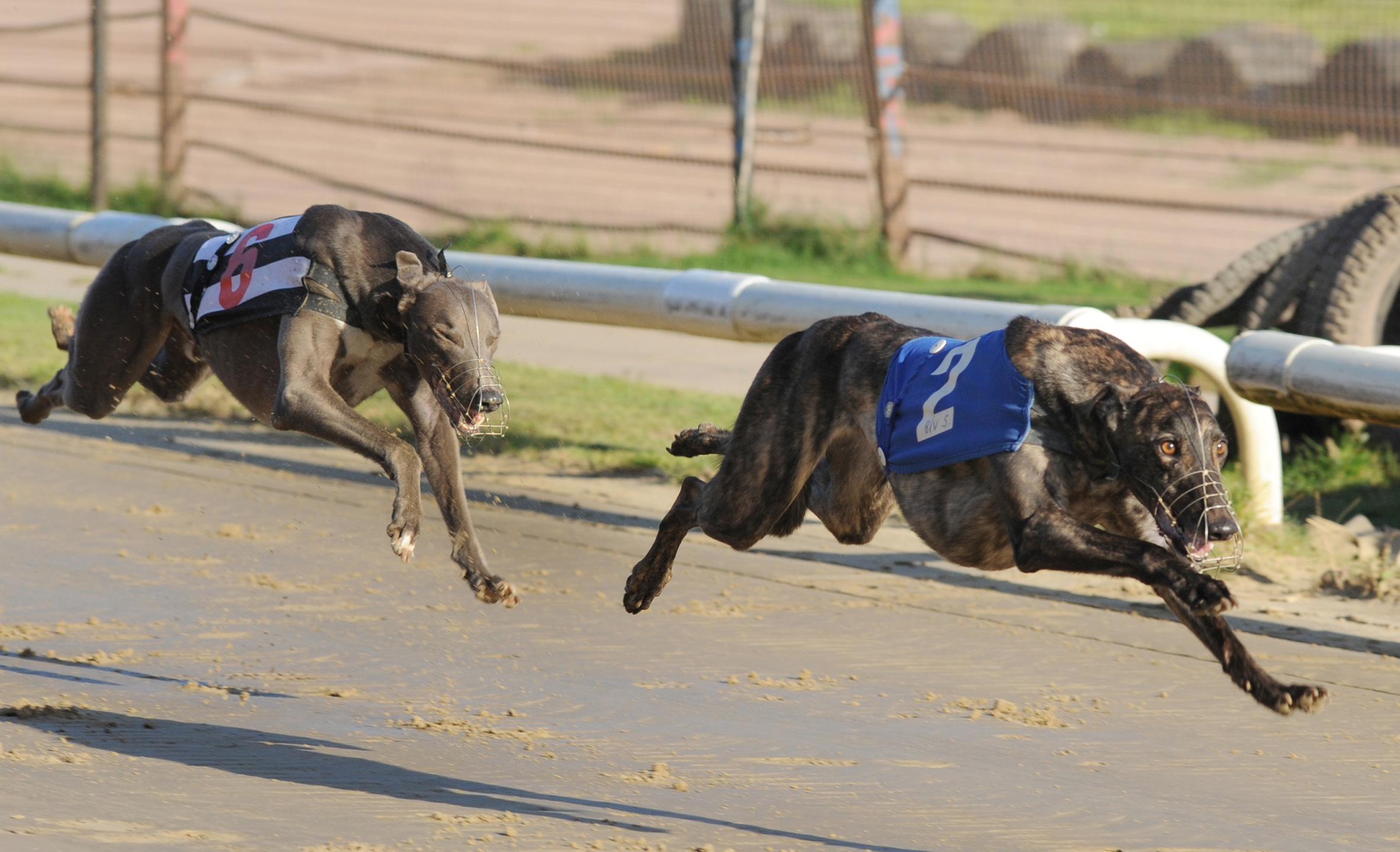 STEELY CHARM (t2) leads home Coolavanny Gravy (t6 Sheffield) in the Elite Standard to give Belle Vue their fifth winner of the afternoon and complete a John Walton double. Bags SIS Track Championship (North). Belle Vue 5th October 2016. Photo: Steve Nash