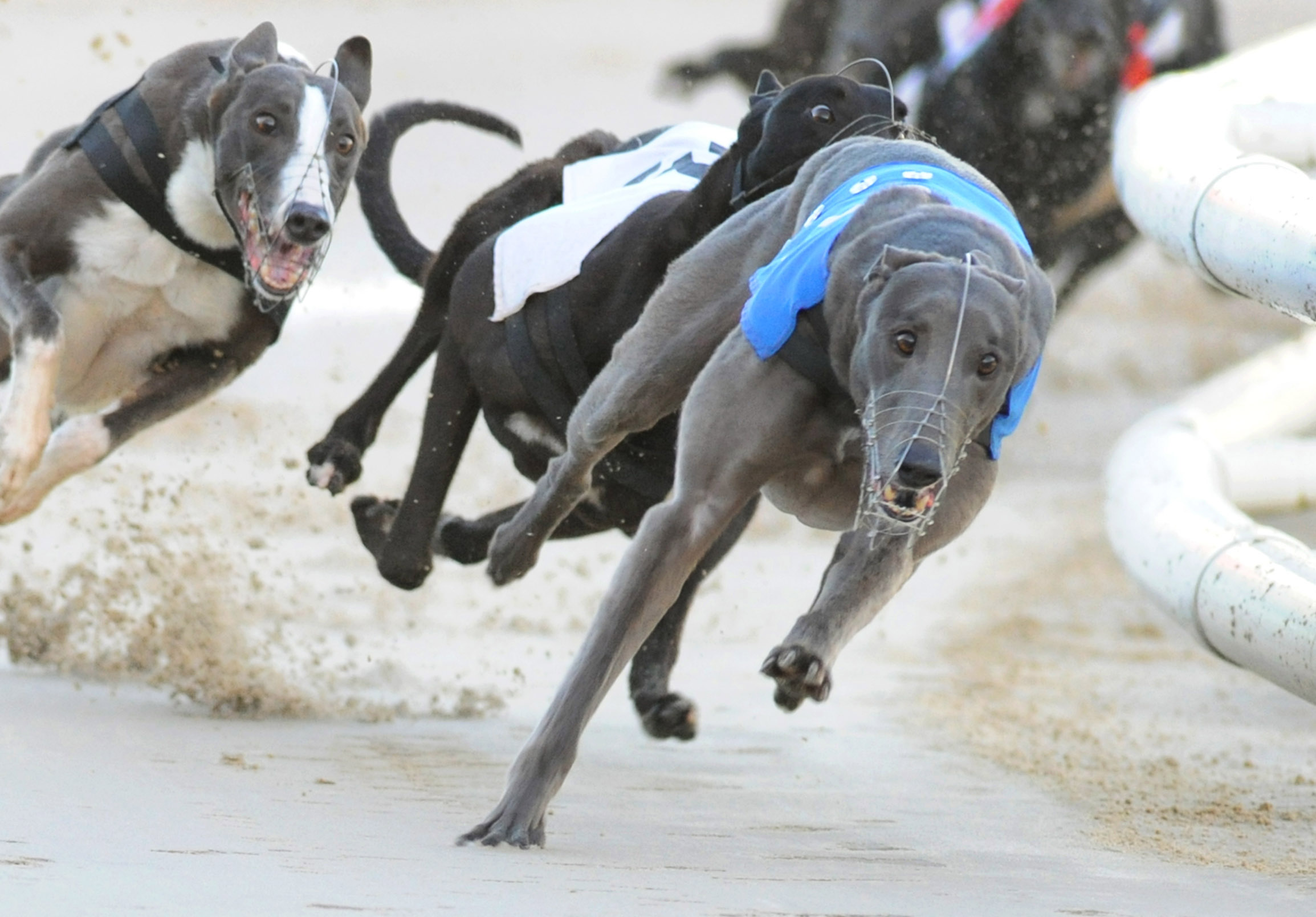 ian greaves greyhounds