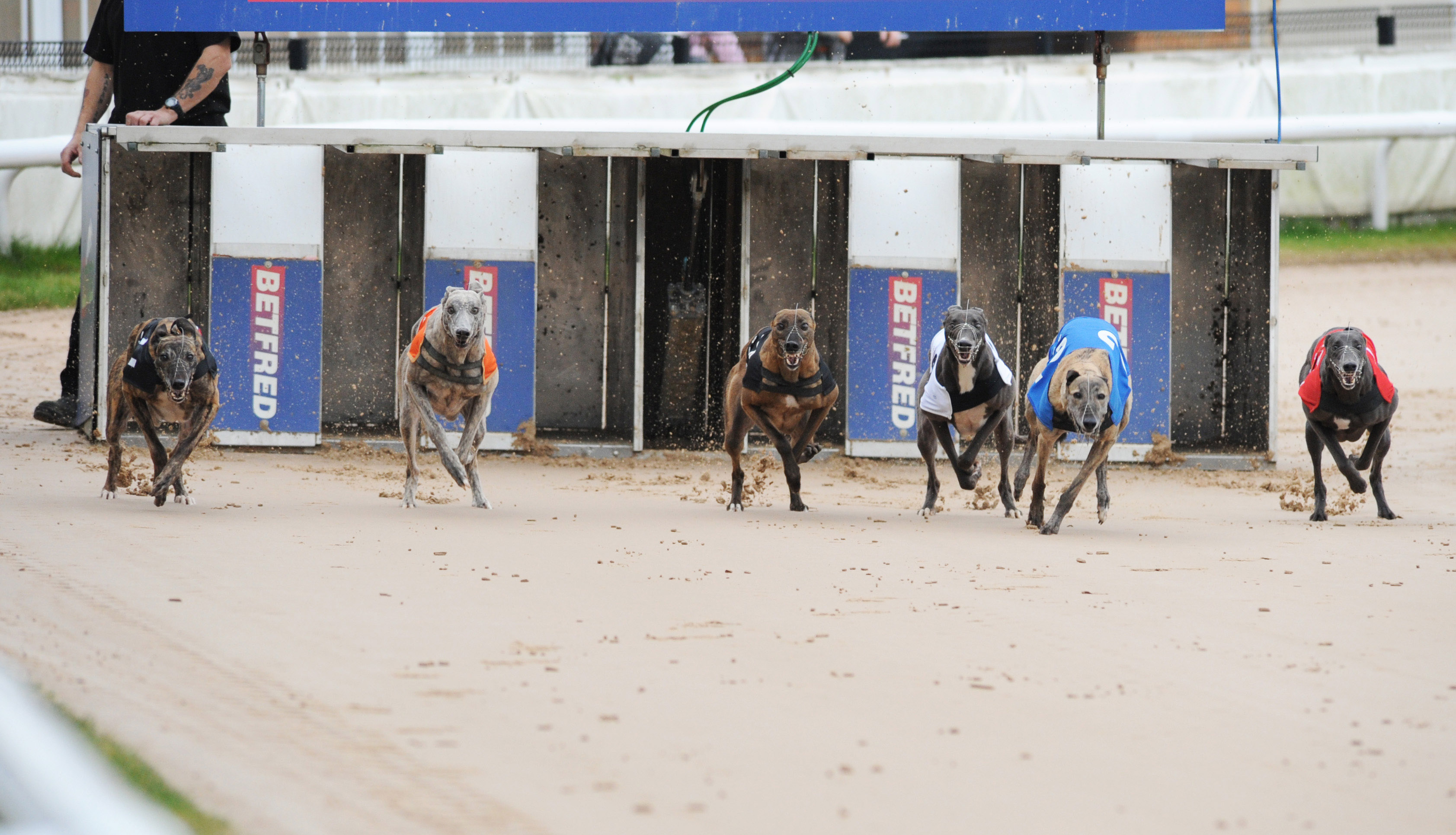 Start of the Bitches, won by June McCombe’s Cathys Sky (t2) for Belle Vue. Bags SIS Track Championship. Kinsley 13th November 2016. Photo: Steve Nash