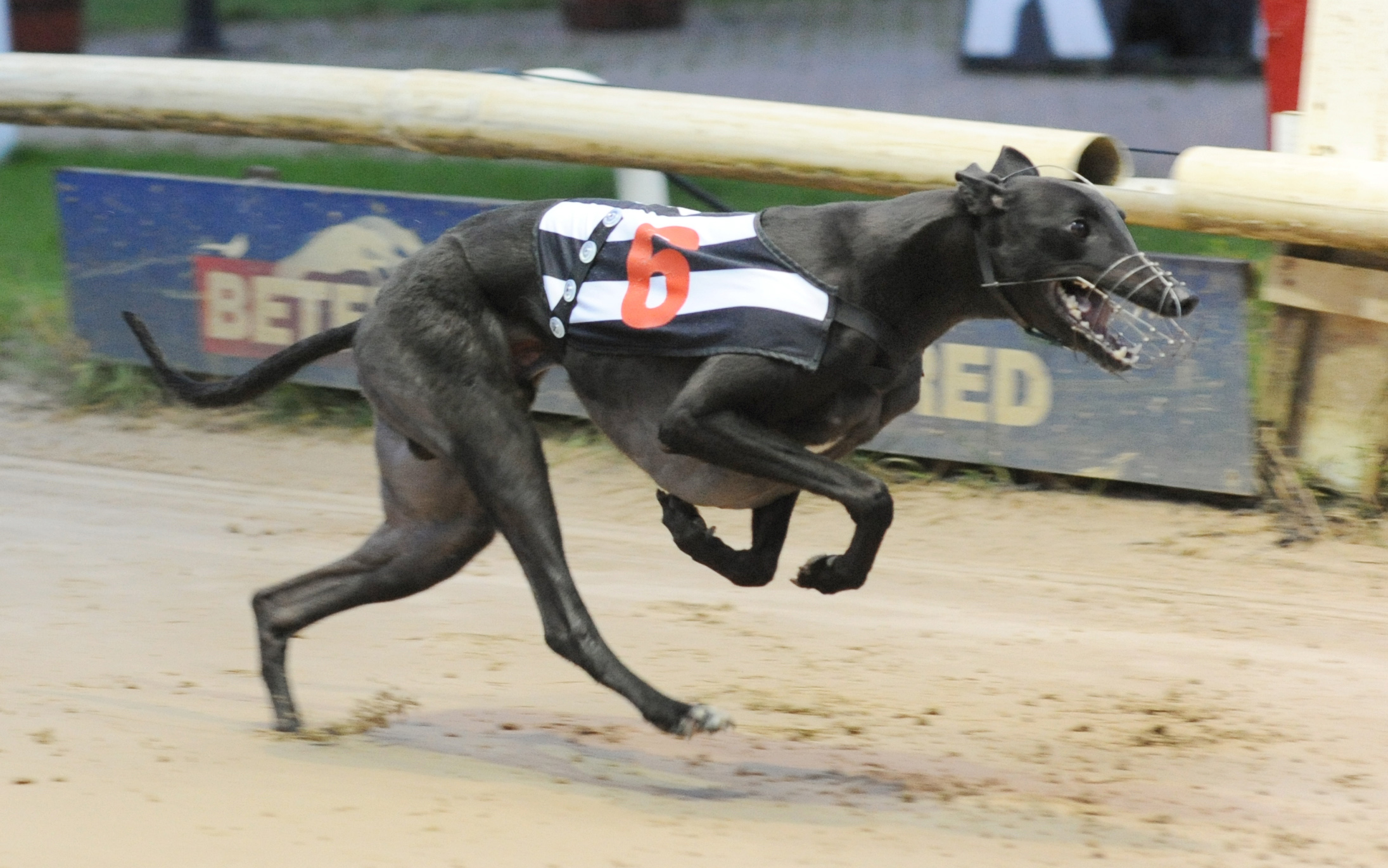 FAULT FINDER wins the Elite in a fastest of the day 27.23 to give Sheffield their third win from the six races (Stayers voided). Bags SIS Track Championship. Kinsley 13th November 2016. Photo: Steve Nash