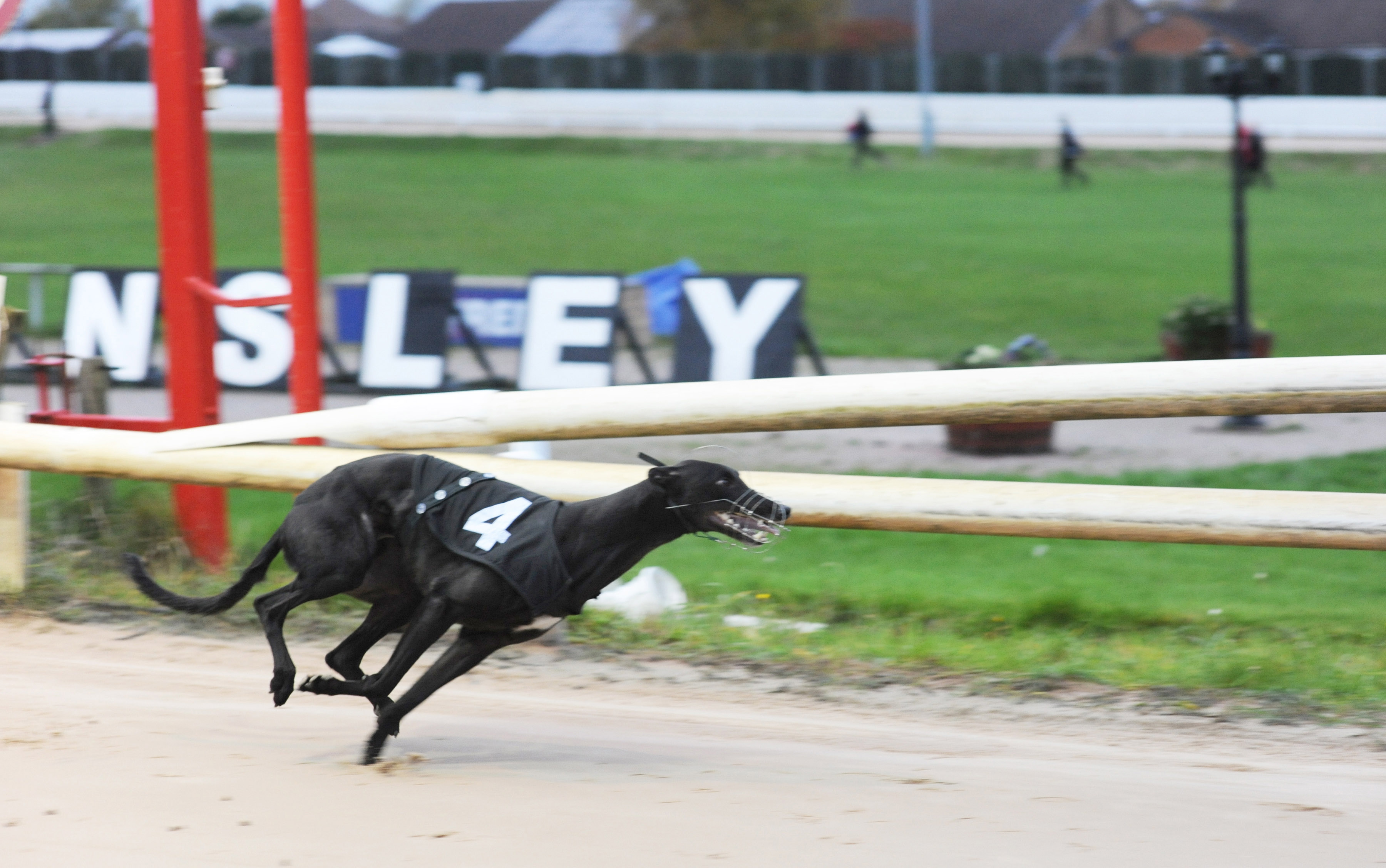 Carl Perry’s Sheffield runner Geelo Bullet is clear on the first circuit in the Stayers, but drama is unfolding in the background with his handler about to step onto the track a lap early and causing a void race. Bags SIS Track Championship. Kinsley 13th November 2016. Photo: Steve Nash