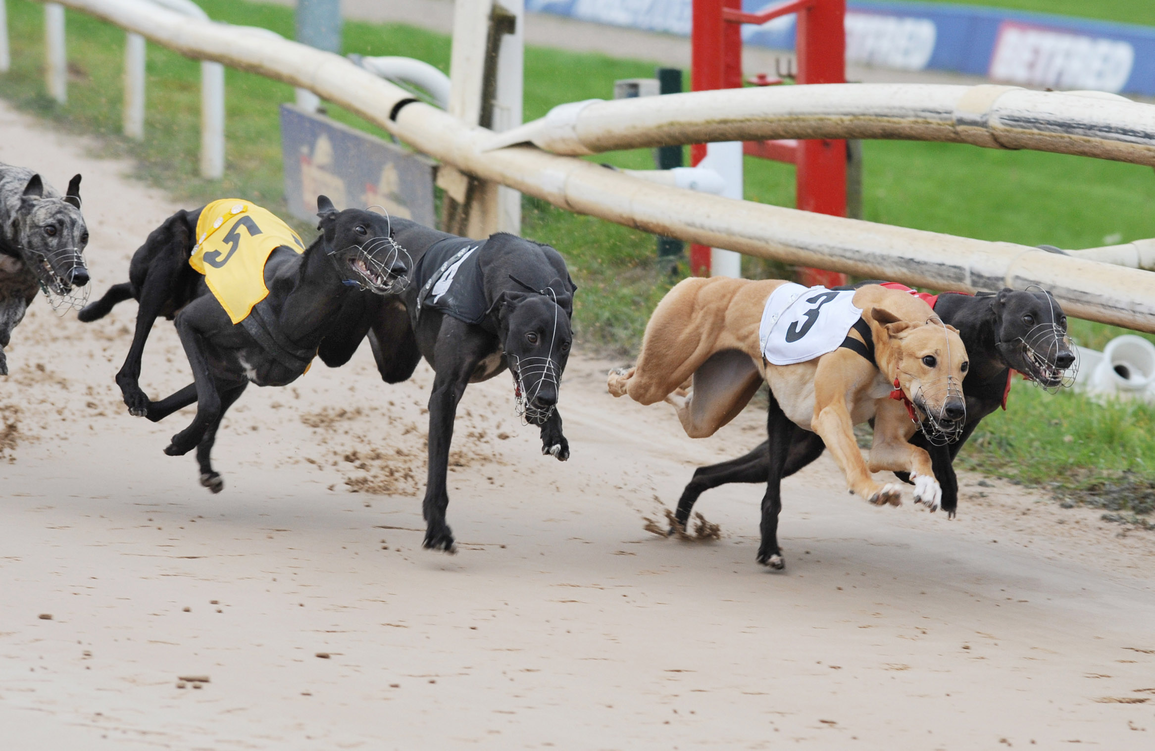Roeview Netty (t3) gets Sunderland off to a good start in the Youngsters, just beating Headford Sky (t1) for a first bend lead before leading home Apostle (t4) and Headleys Candy (t5). Bags SIS Track Championship. Kinsley 13th November 2016. Photo: Steve Nash