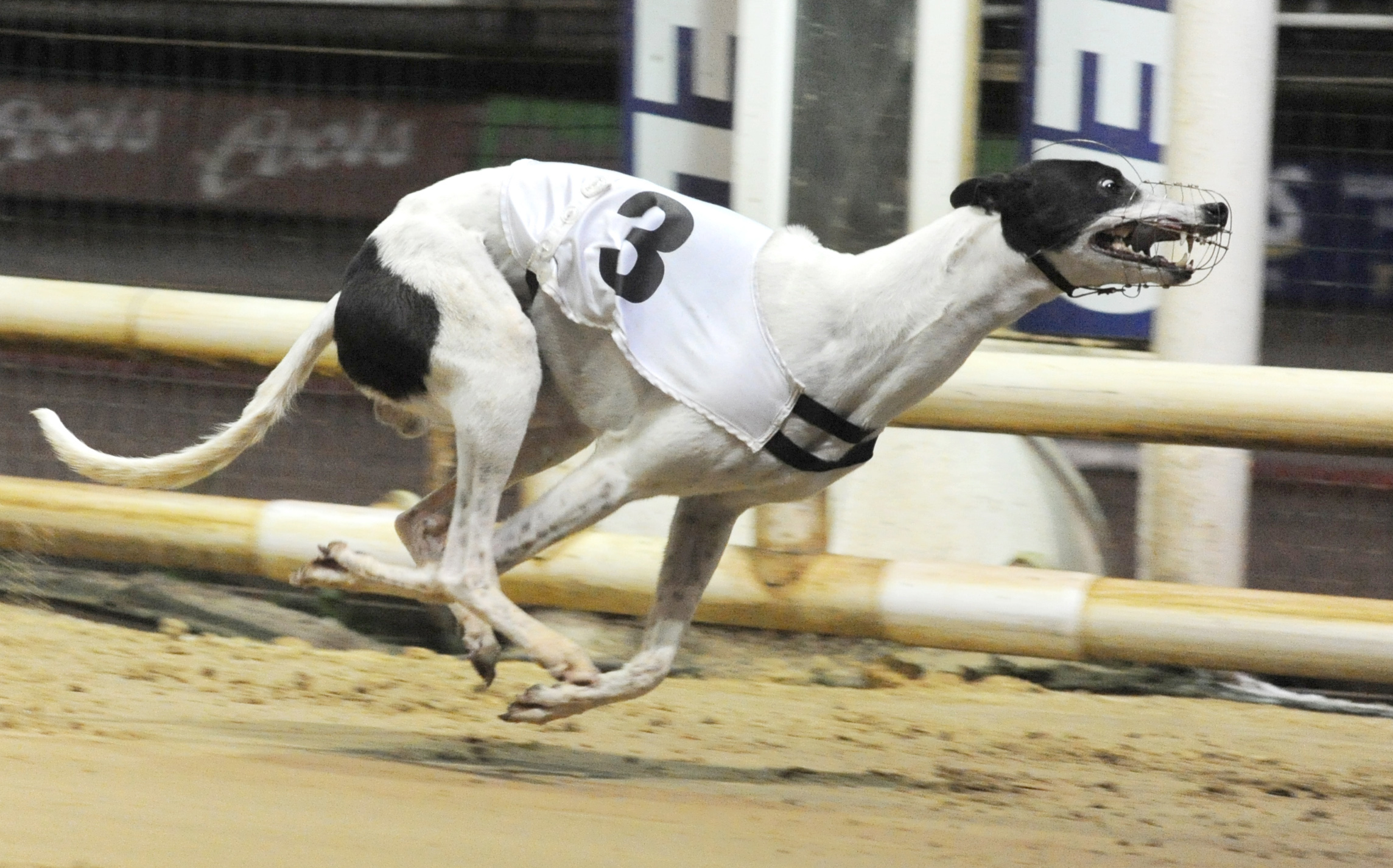 WORSBORO ZEBO wins the Youngsters for Sheffield’s John Sharp. Bags SIS Track Championship (North). Sheffield 29th November 2016. Photo: Steve Nash