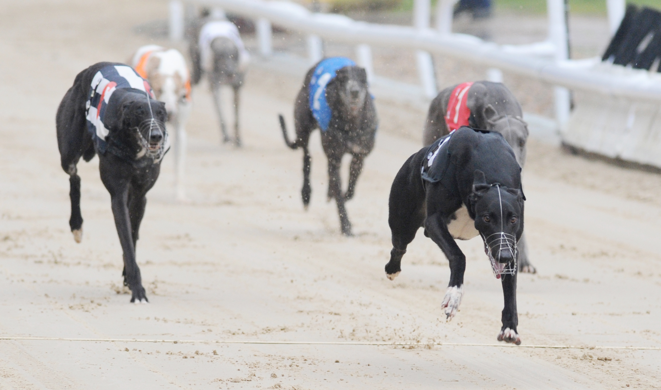 GOLDEN JACKET SEMIS REVIEW AND FINAL FORM Greyhound Star News from