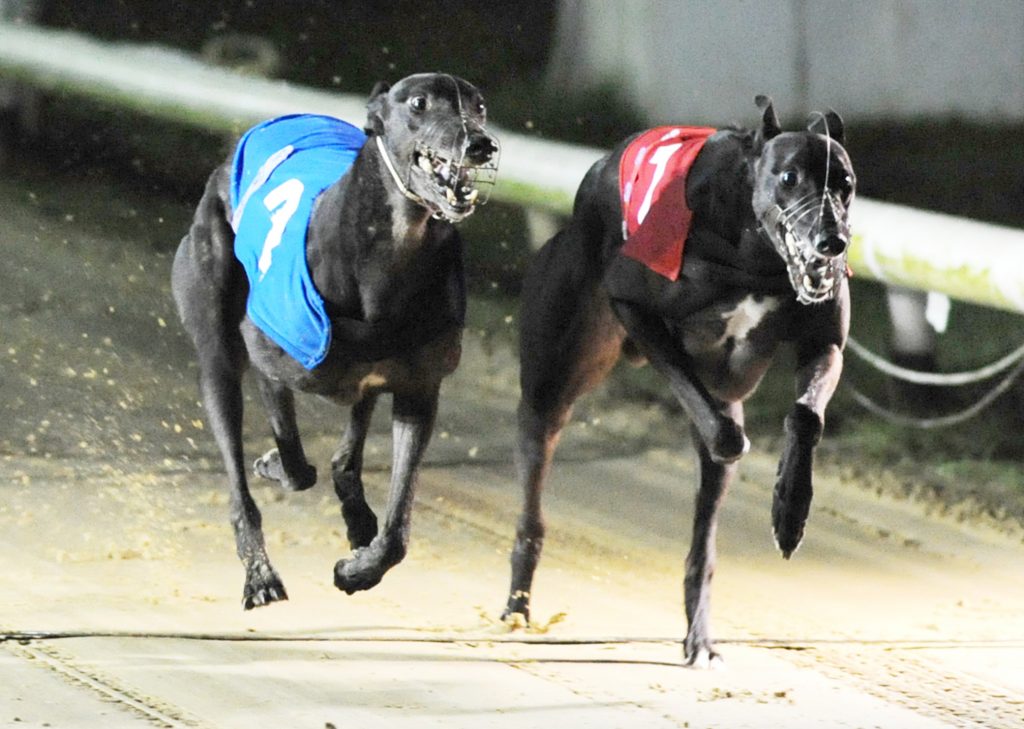 CENTRAL WARM UP Greyhound Star News from the Greyhound Industry