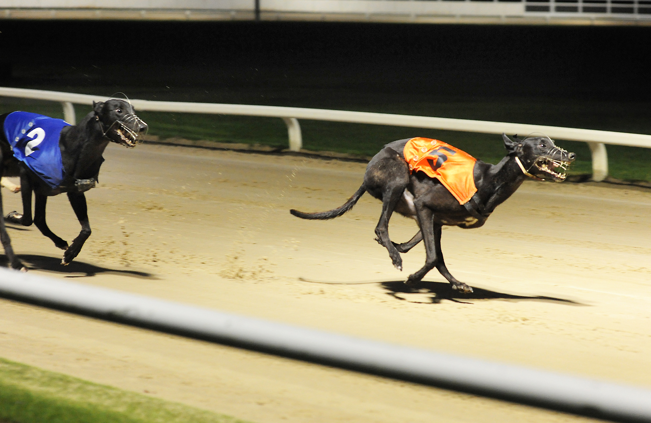 DONCASTER DRAMA Greyhound Star News from the Greyhound Industry