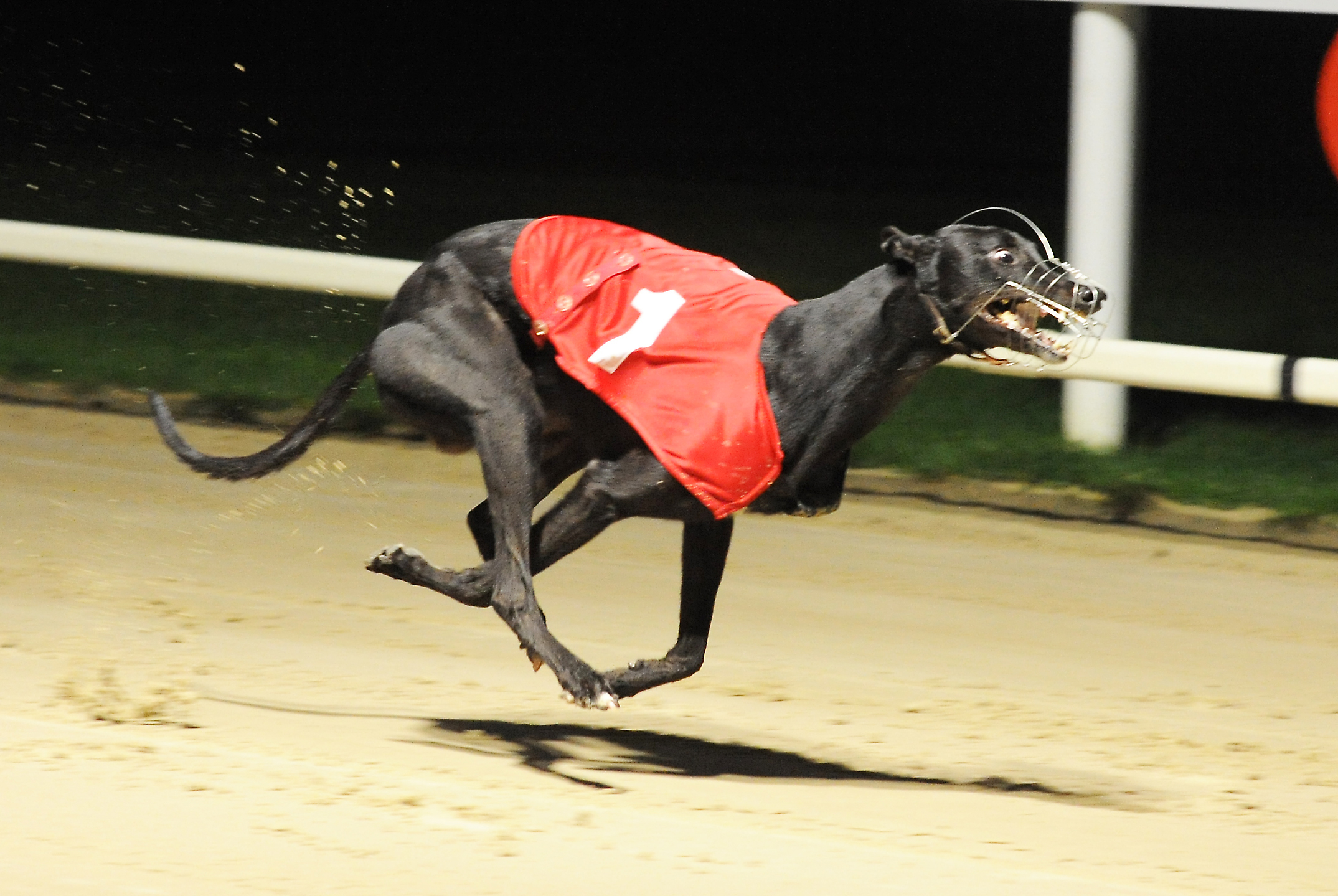 Lightfoot King Sale Quashed By Derby Rule Greyhound Star News From The Greyhound Industry