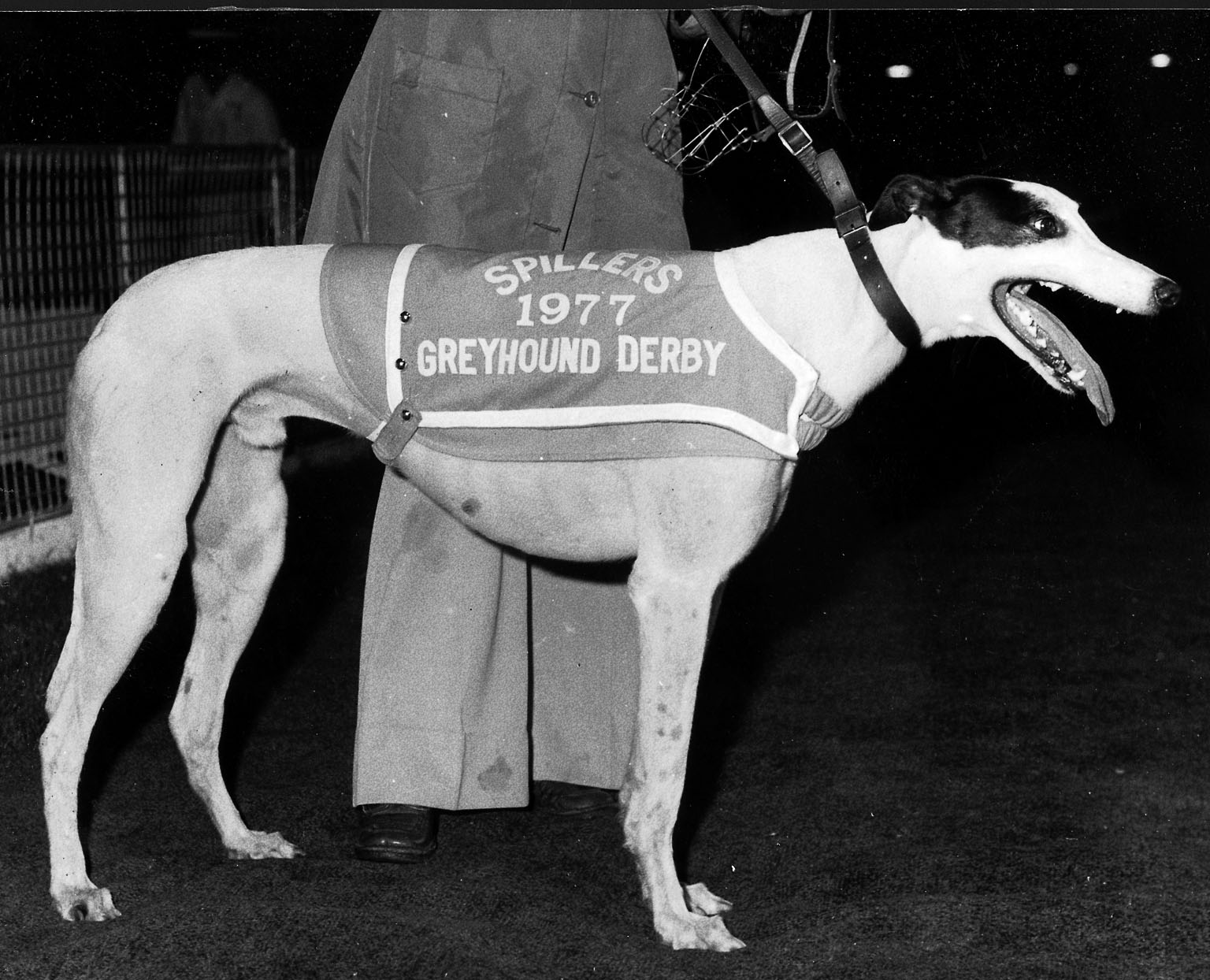 1978 The Newspaper Press Fund Gala Charity Meeting At London White City Brings Together Most Of The Best Greyhounds In Training And The Highlight Of The 1978 The Newspaper Press Fund Gala Charity Meeting At London White City Brings Together Most Of The Best Greyhounds In Training And The Highlight Of The