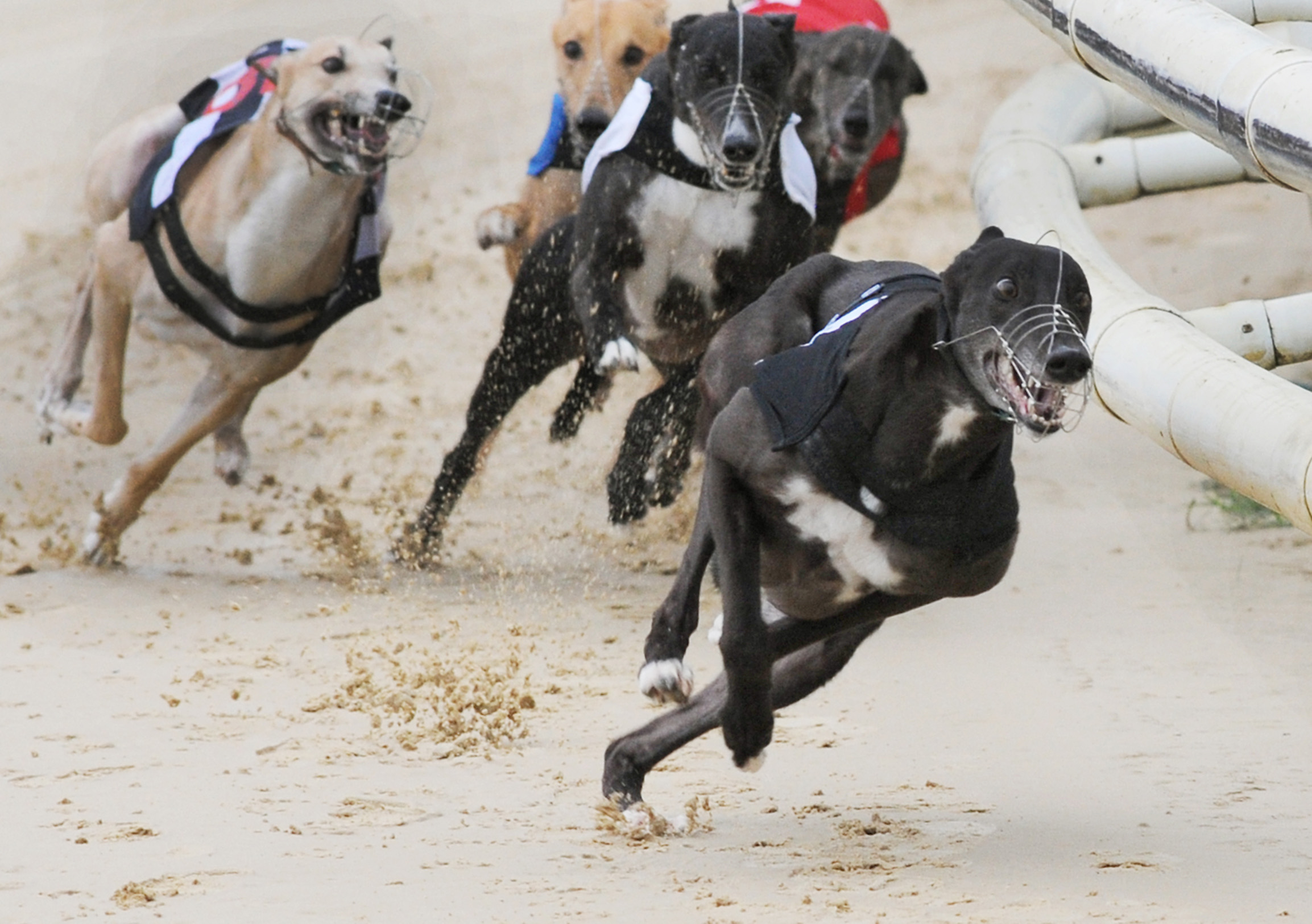 ian greaves greyhounds