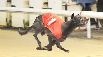 Rabs Brits Have A Busy Schedule Greyhound Star Rabs Brits Have A Busy Schedule Greyhound Star