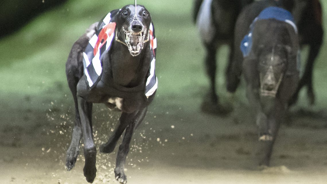 Doncaster Archives Page 2 of 11 Greyhound Star News from the