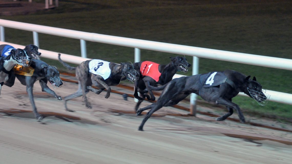 Droopys Dominate - Irish Juvenile Review Form Videos - Greyhound Star 