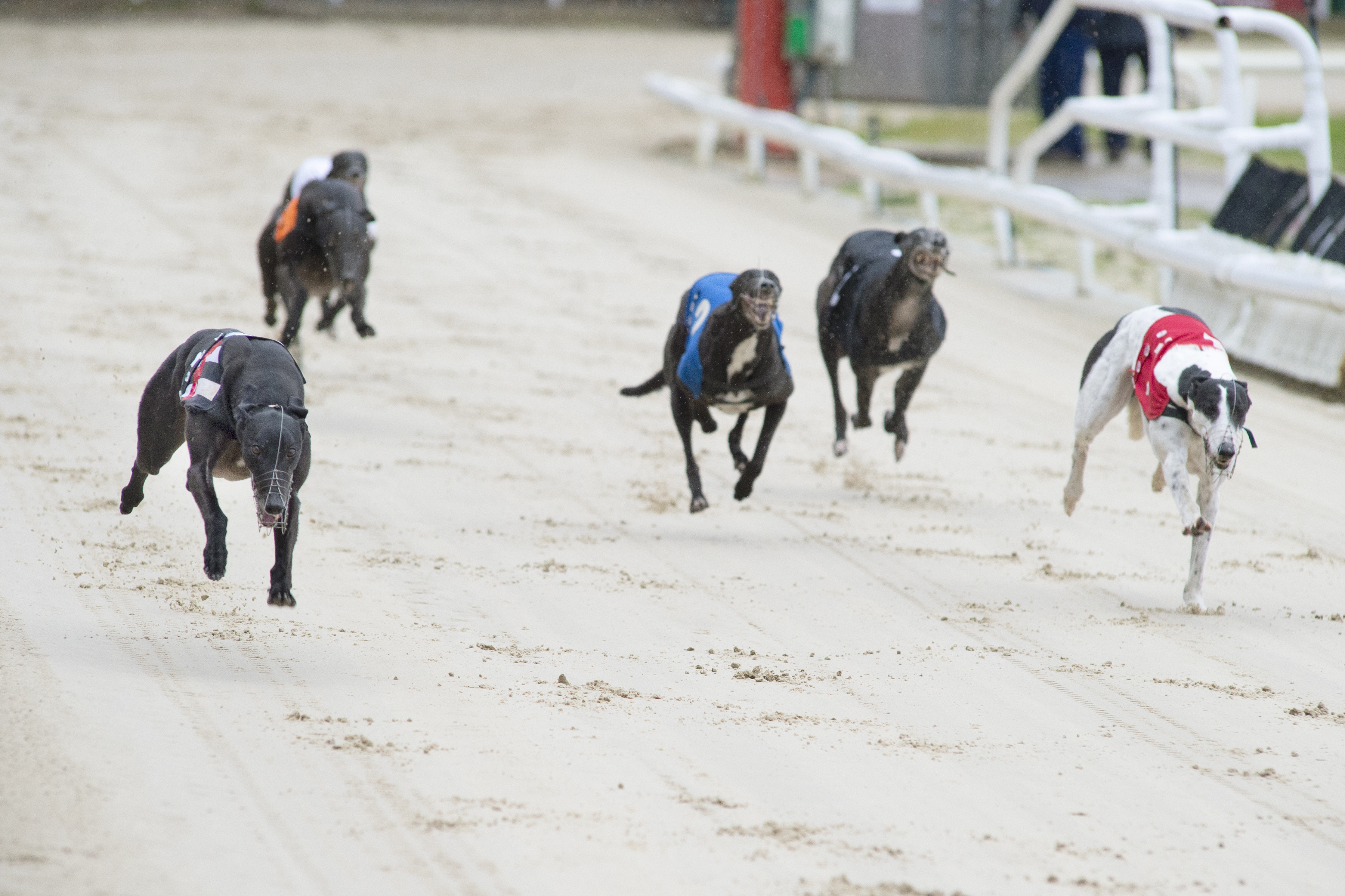 UPDATED GOLDEN JACKET FINALISTS Greyhound Star News from the
