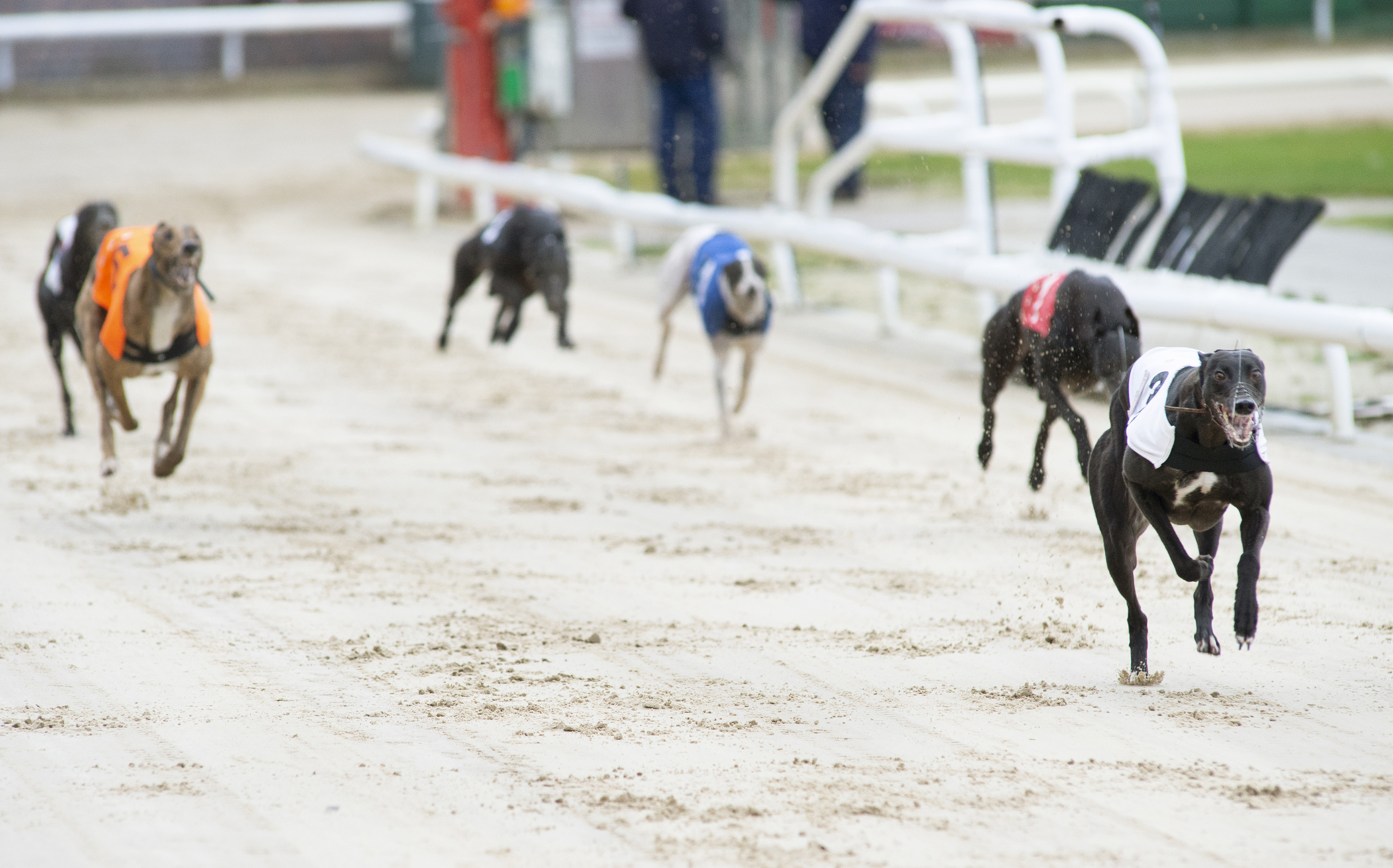 UPDATED GOLDEN JACKET FINALISTS Greyhound Star News from the