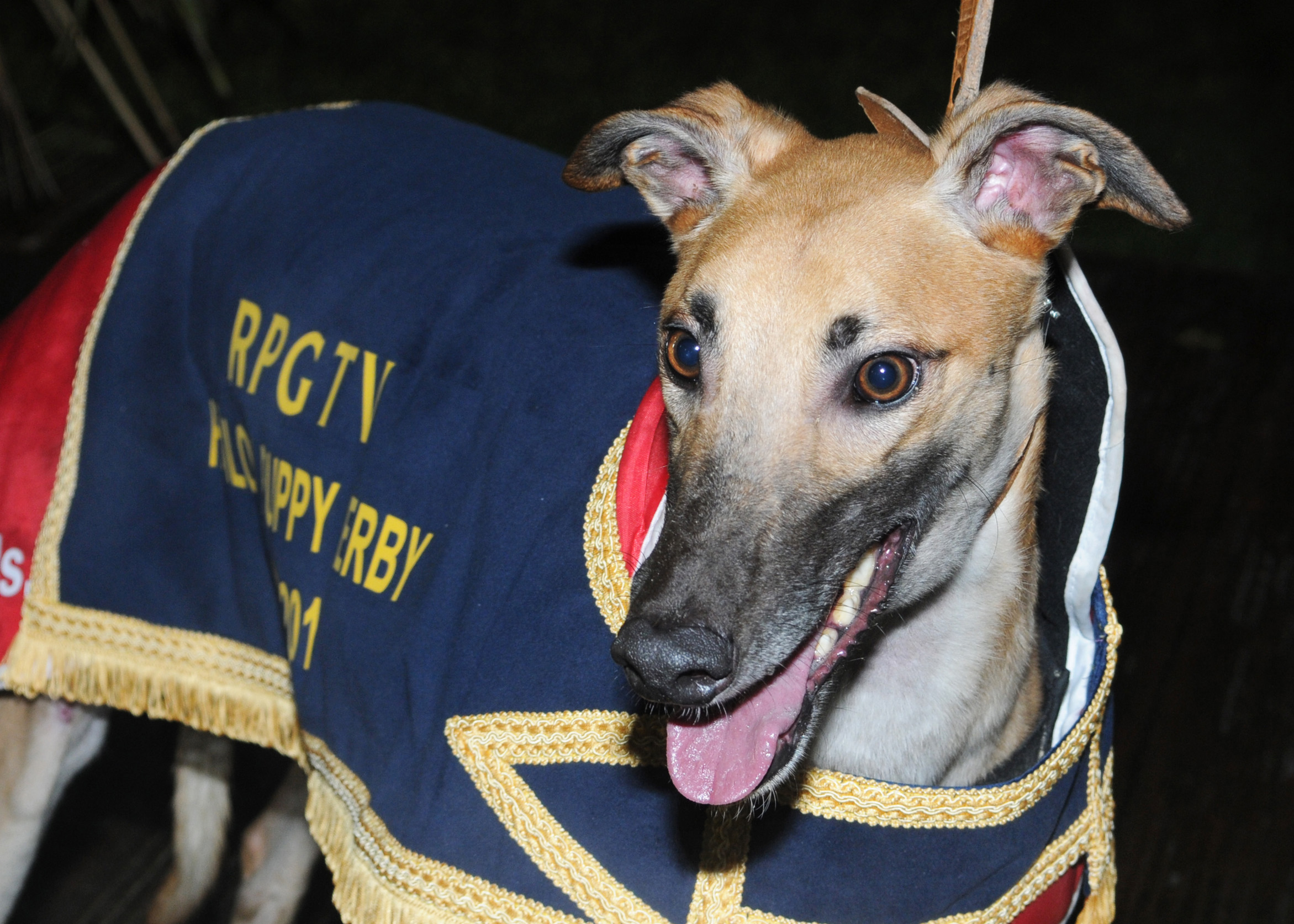 ian greaves greyhounds