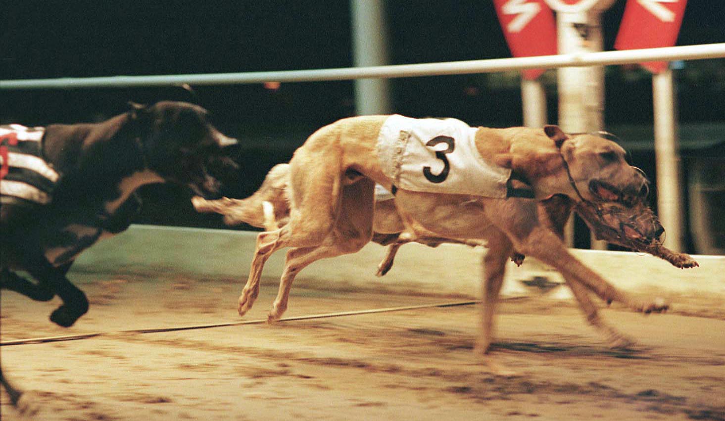 REMEMBER WHEN MAY Greyhound Star News from the Greyhound Industry