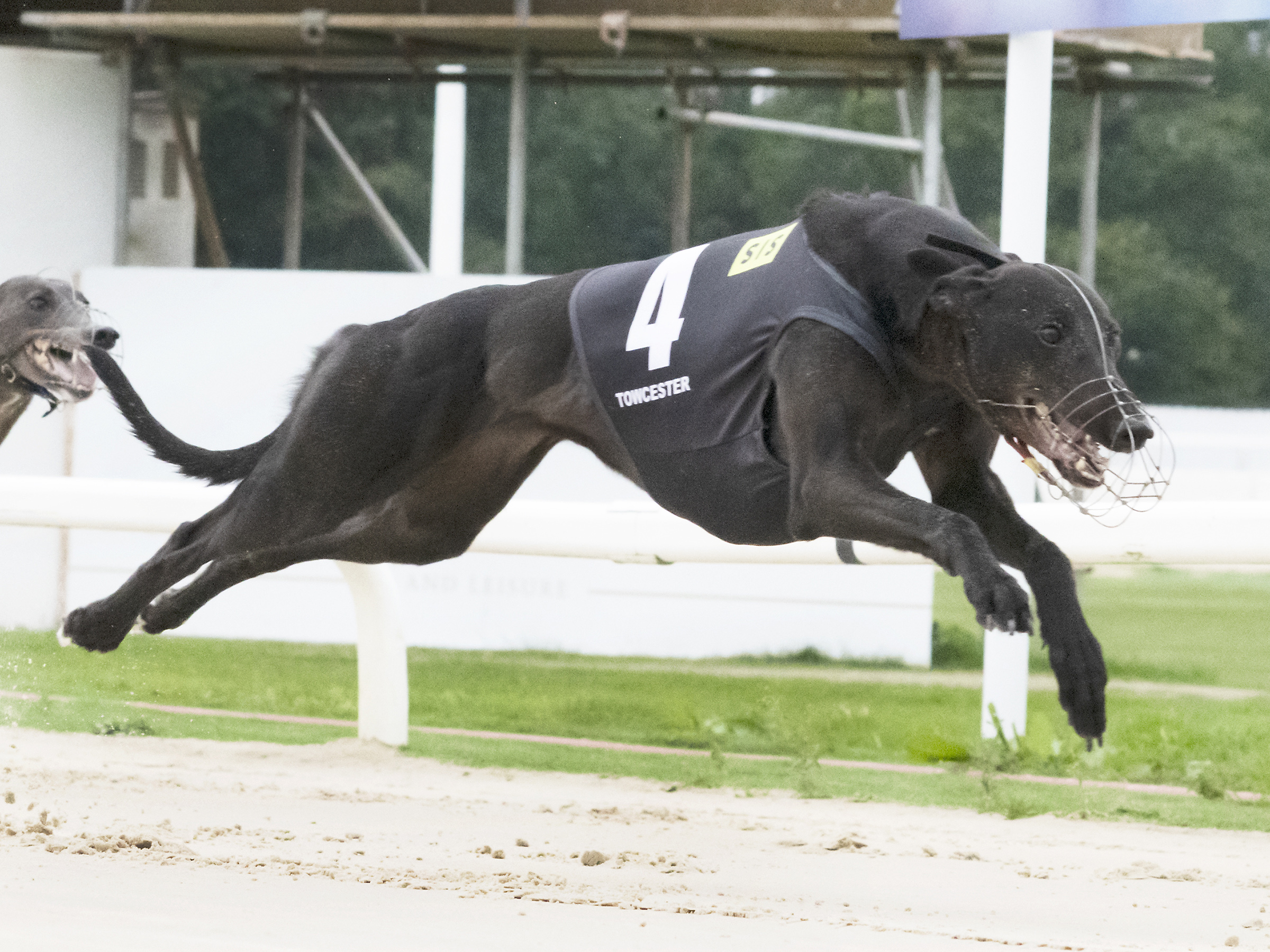 Harrison Out David Mullins In For Judgement Night Greyhound Star