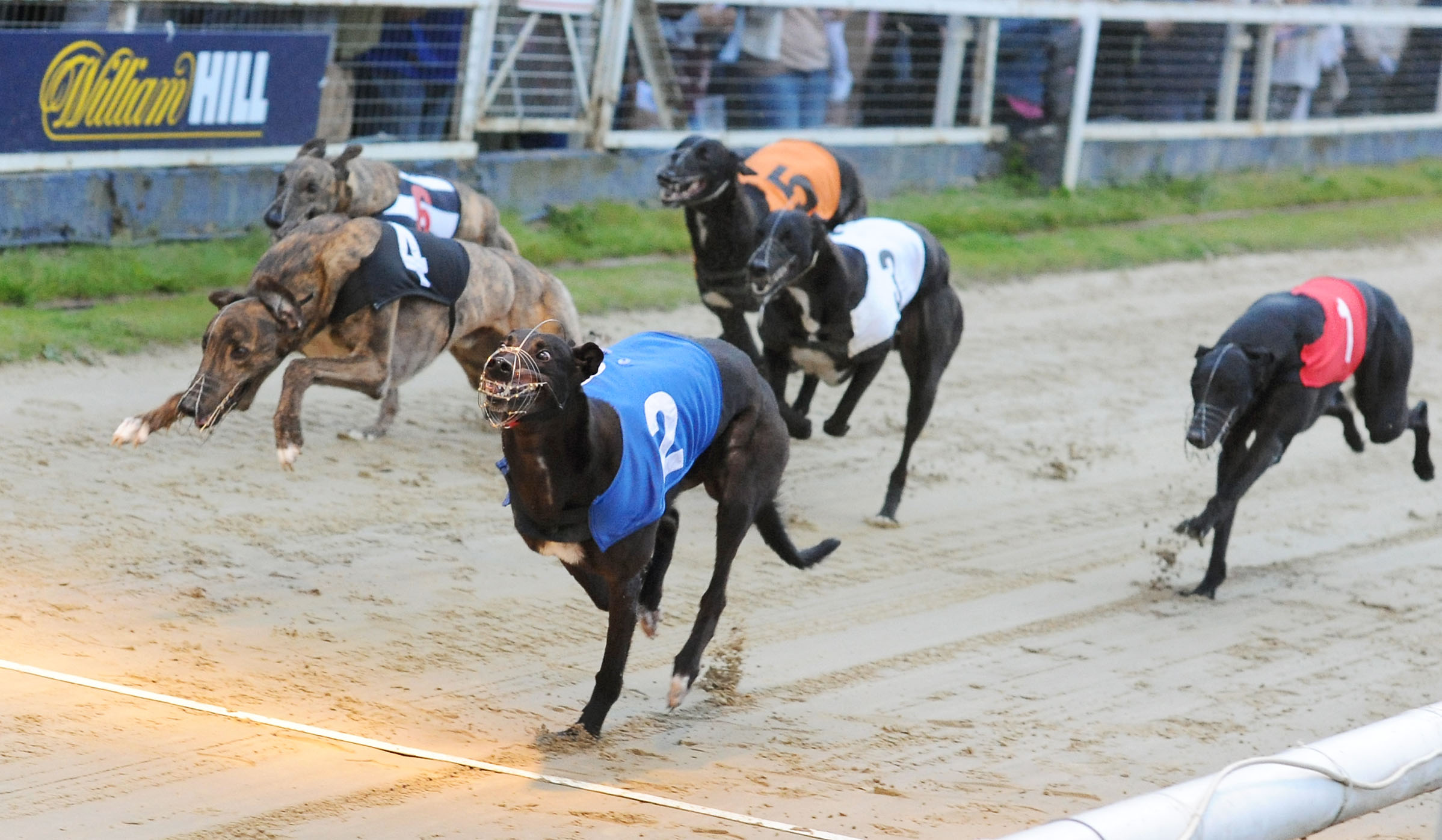 BLITZ THE DERBY FINAL FAVOURITE - FULL FORM - Greyhound Star | News ...