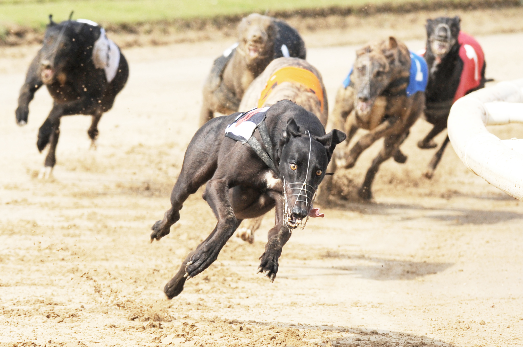 greyhound teddy bear