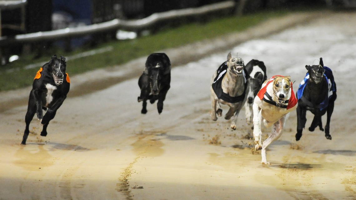 MINGLERS THUNDER LANDS STEEL CITY CUP Greyhound Star News from the Greyhound Industry