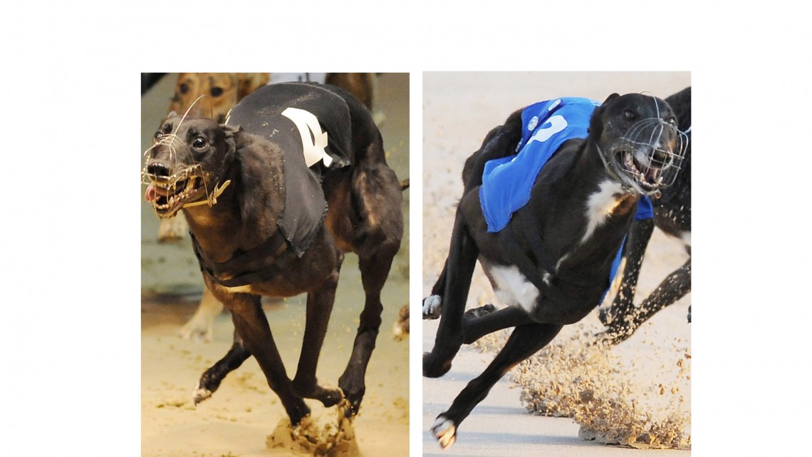 Booze and Lily are RGOA award winners - Greyhound Star | News from the ...