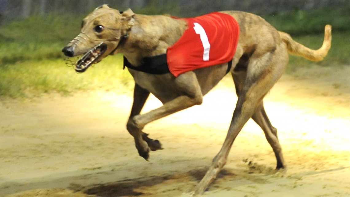 Roddick Rules - Greyhound Star 