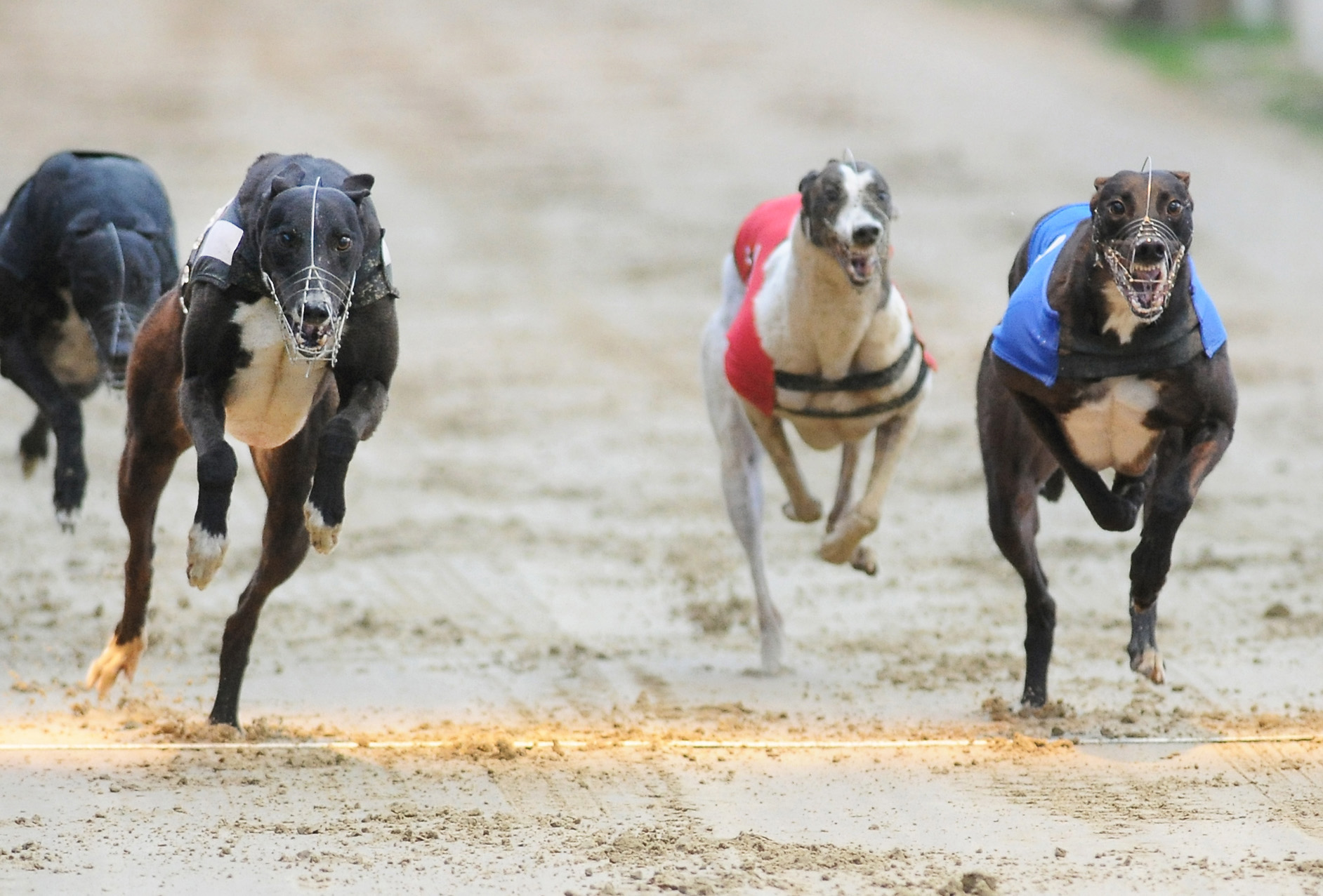 Kentish Man jumps into Bok spotlight Greyhound Star News from the