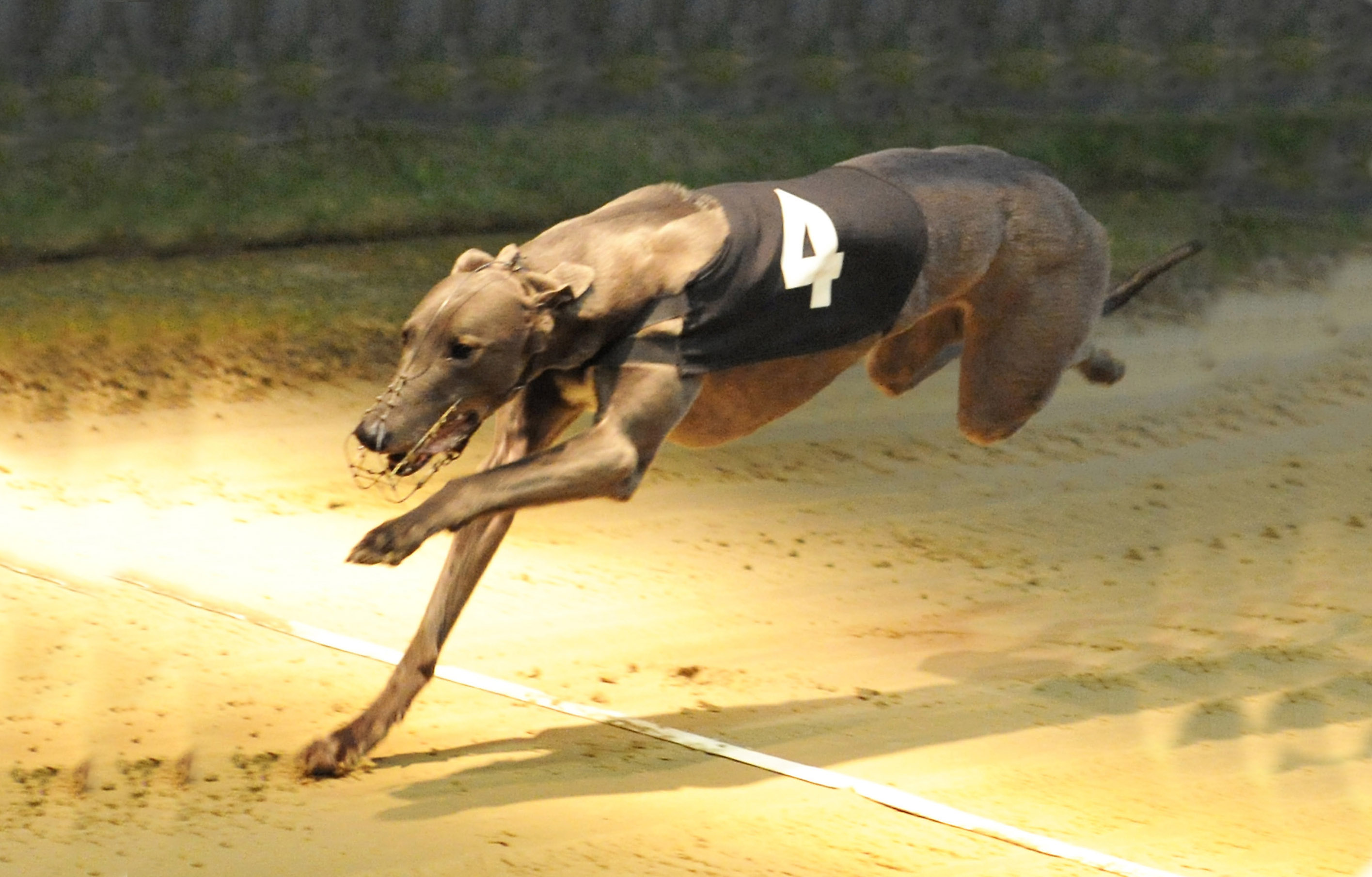 Asia leads Arc challenge - Greyhound Star | News from the Greyhound ...