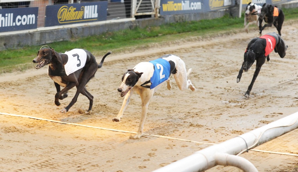 DERBY SEMI FINAL CARD PREVIEW - Greyhound Star | News from the ...