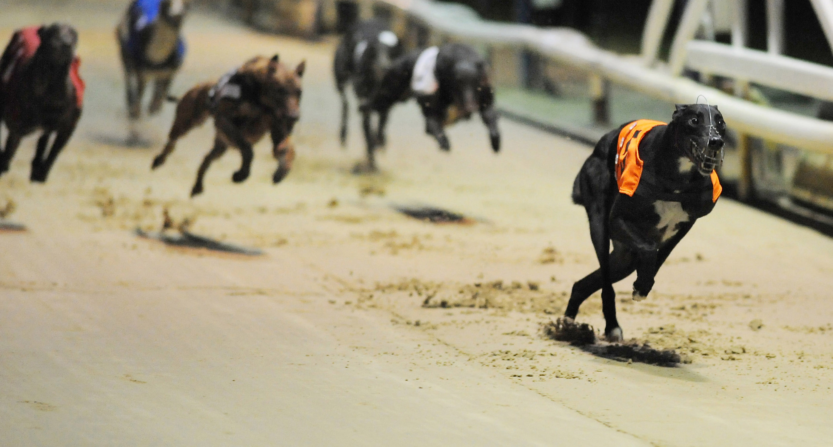 FASTEST OF YEAR - Greyhound Star | News from the Greyhound Industry