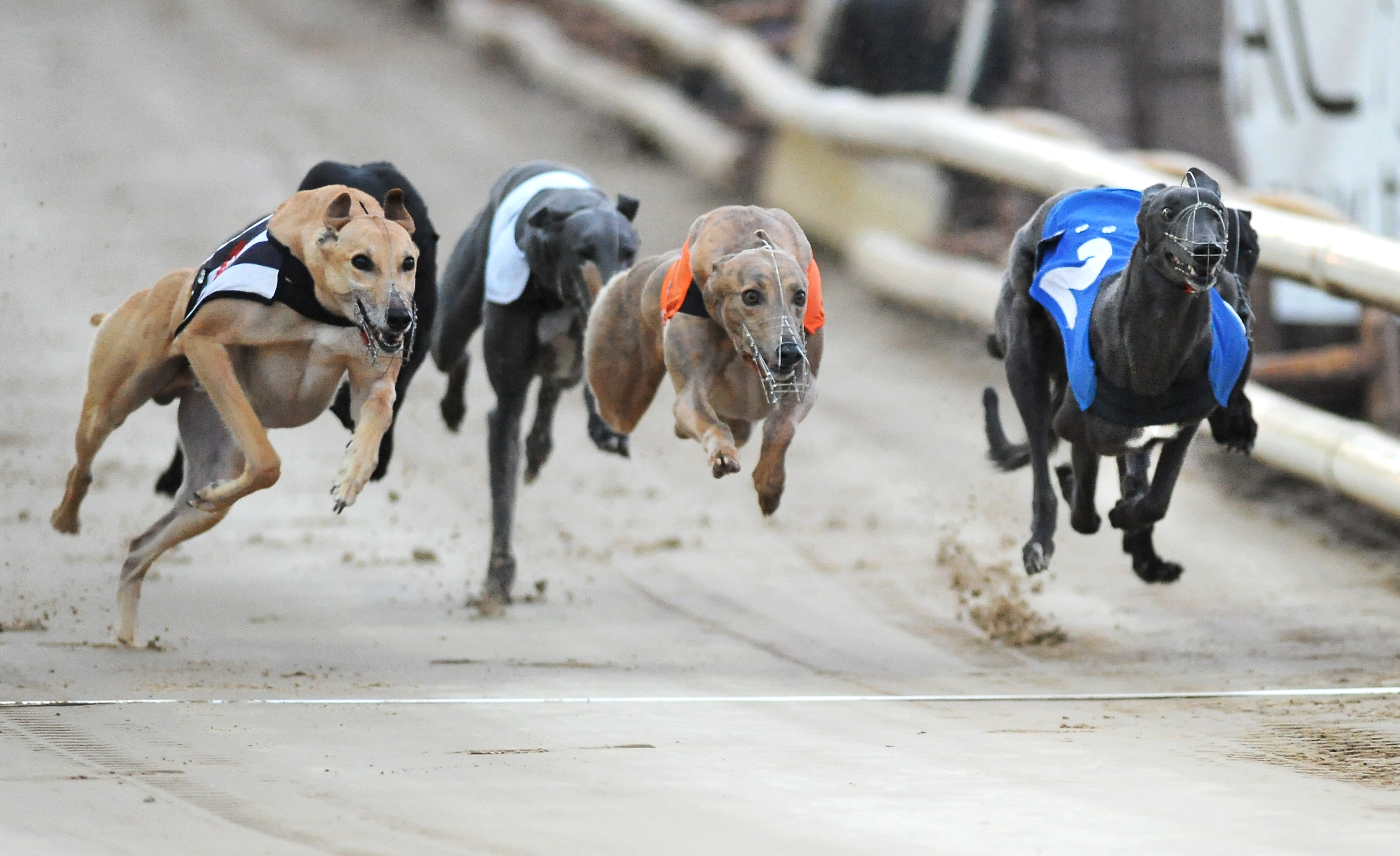 FBGOA: MONMORE - Greyhound Star | News from the Greyhound Industry