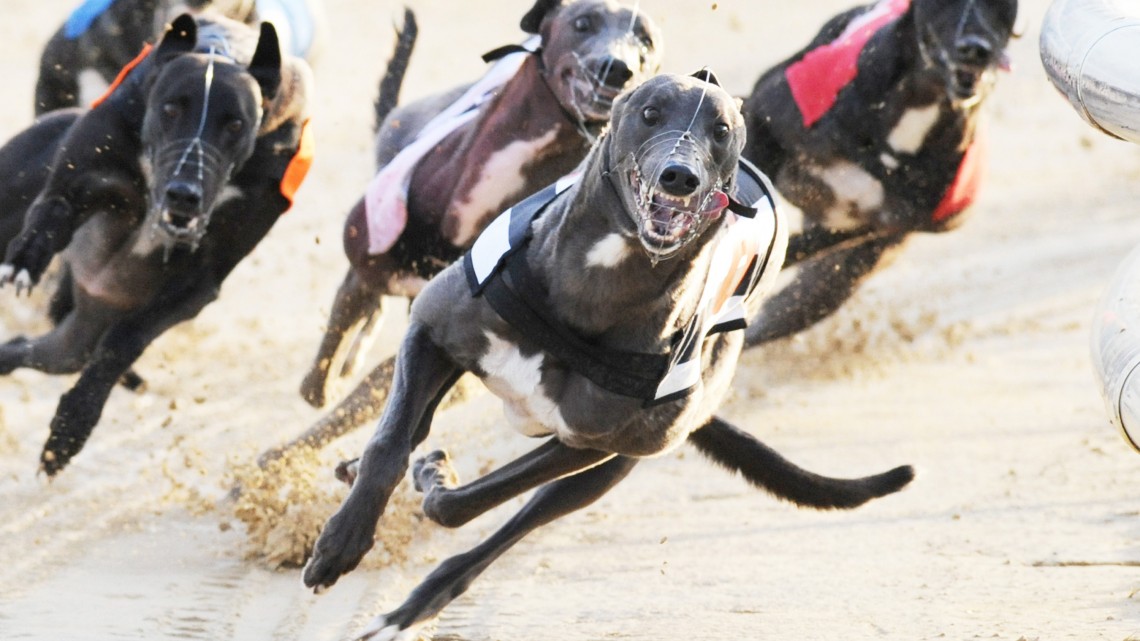 YARMOUTH DERBY FULL FORM - Greyhound Star | News from the Greyhound ...