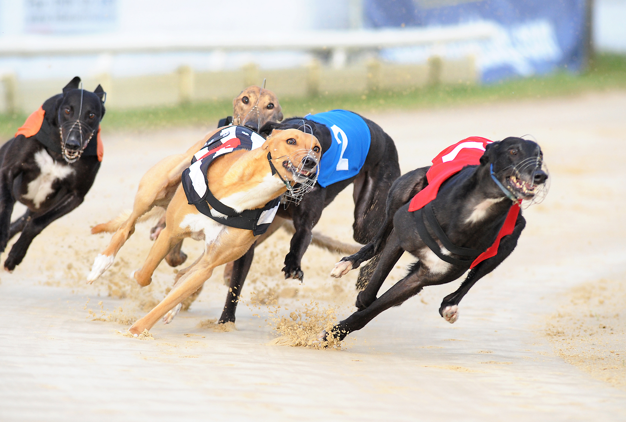 WALSHES HILL CLIMBS TO NO.1 - Greyhound Star | News from the Greyhound ...