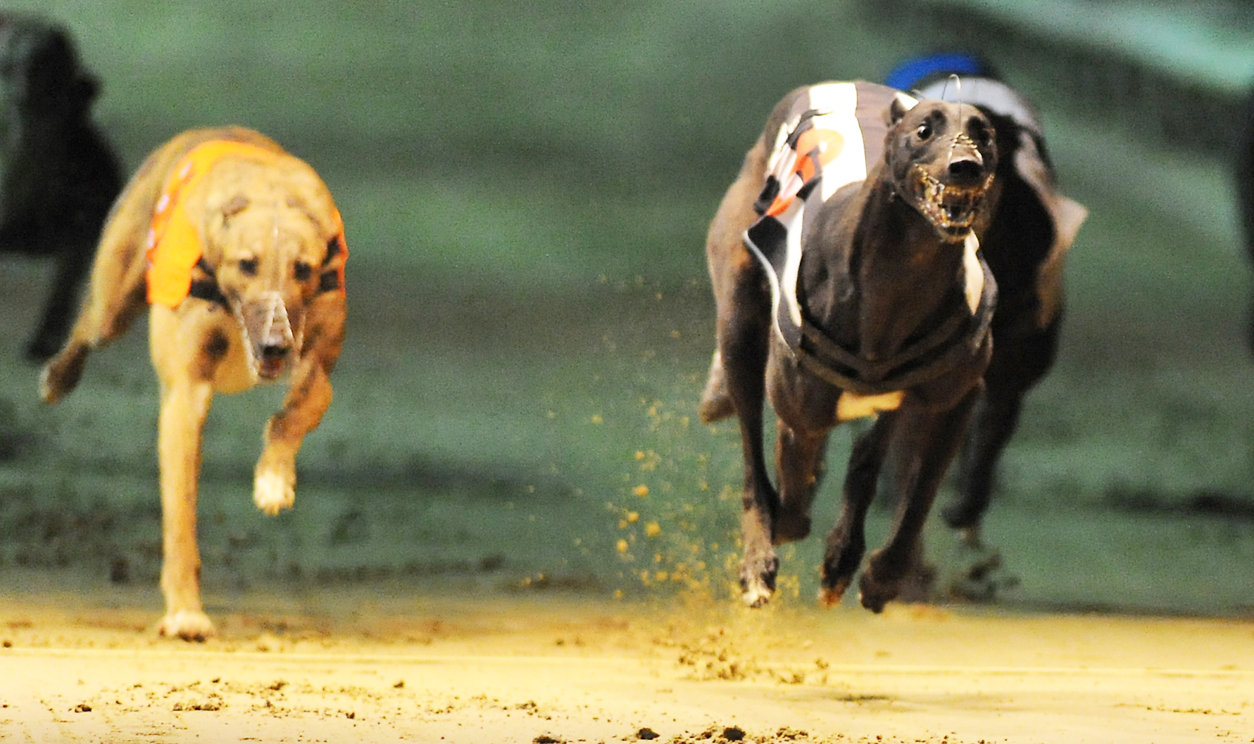 More Gold for Charlie - Greyhound Star | News from the Greyhound Industry