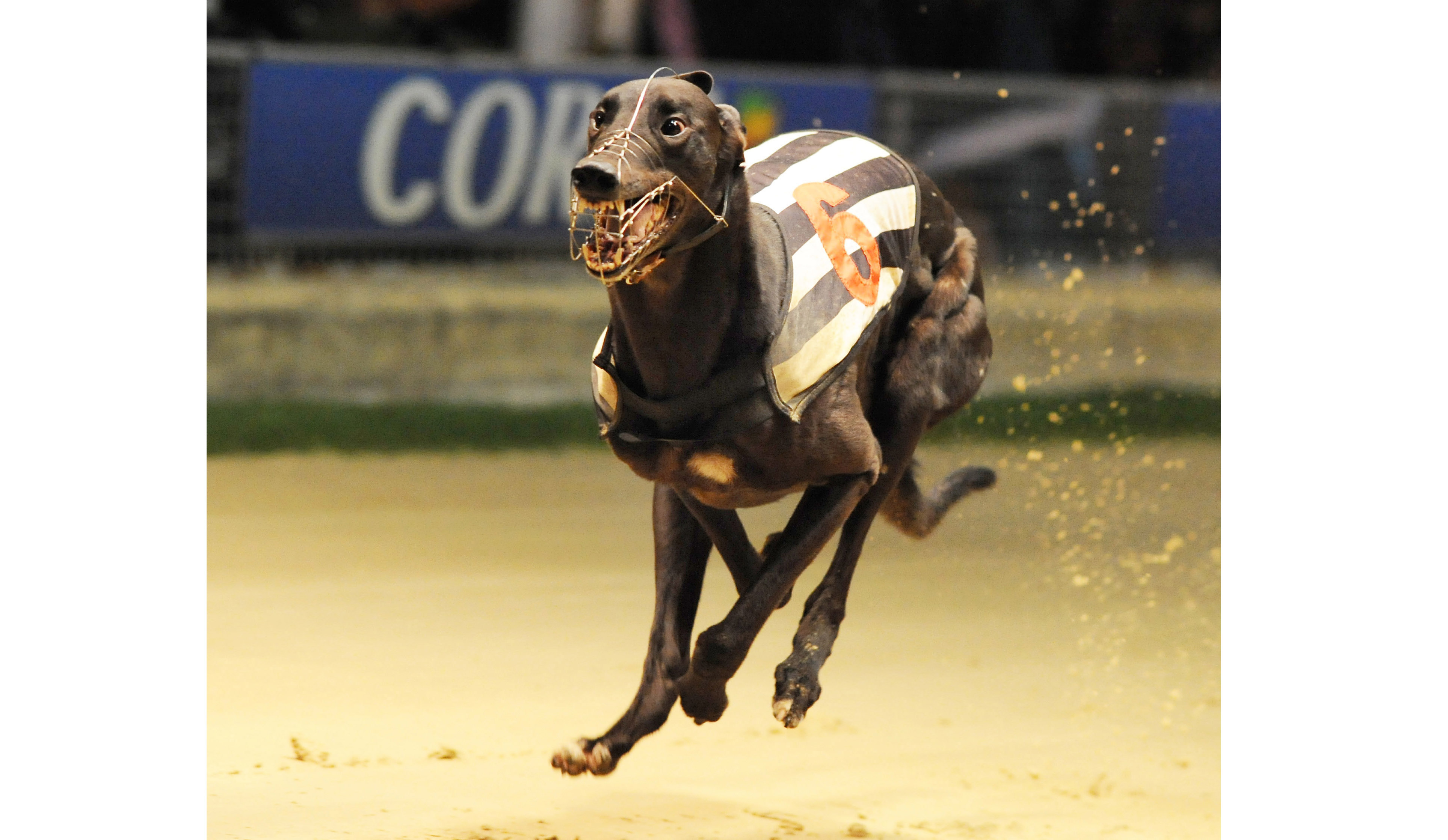 Star Performer Greyhound Star News From The Greyhound Industry 2768