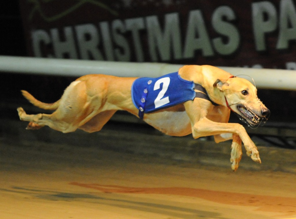 BUMPER YARMOUTH DERBY Greyhound Star News from the Greyhound Industry