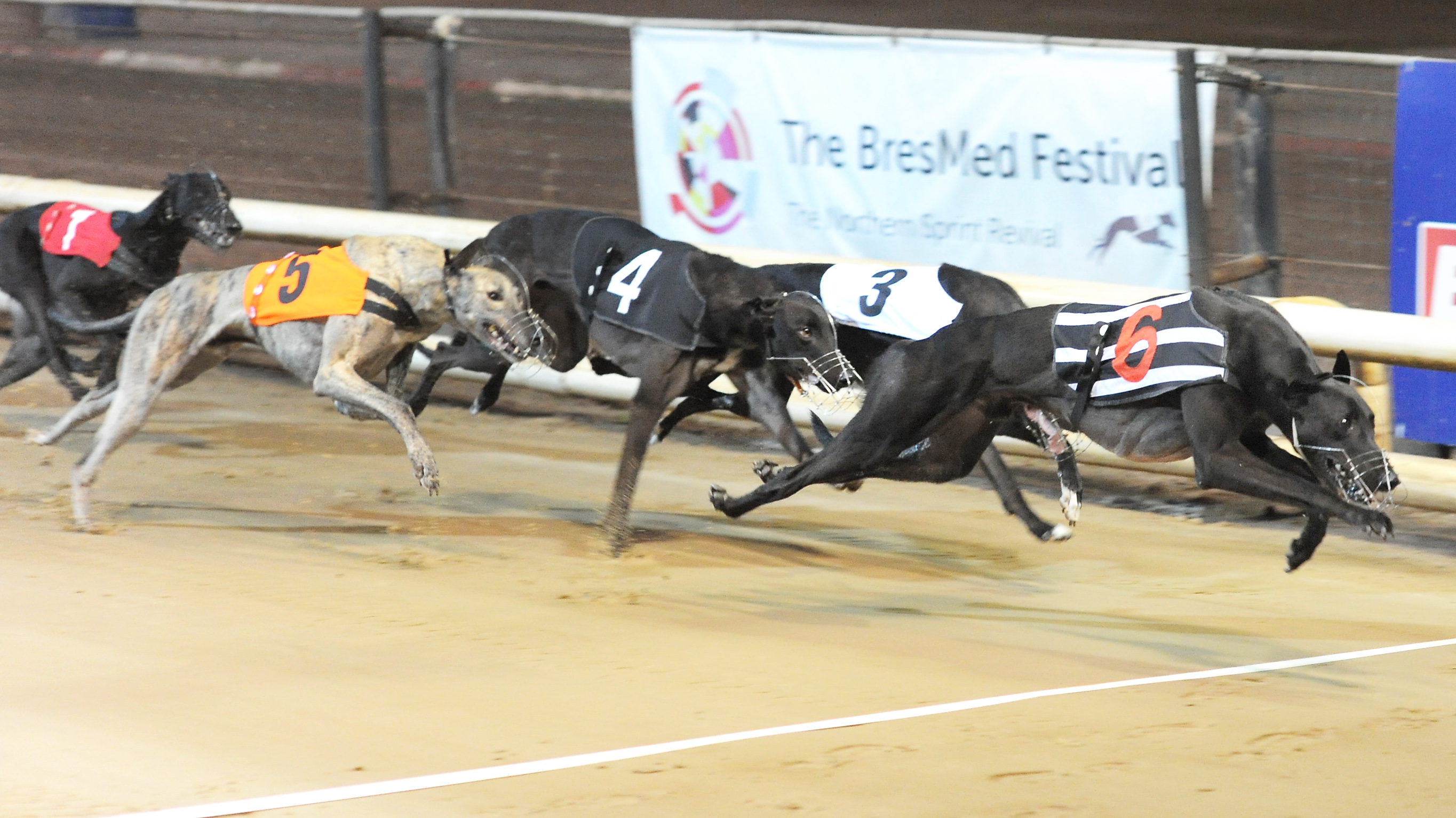 Sheffield victory Den it mattered - Greyhound Star | News from the ...