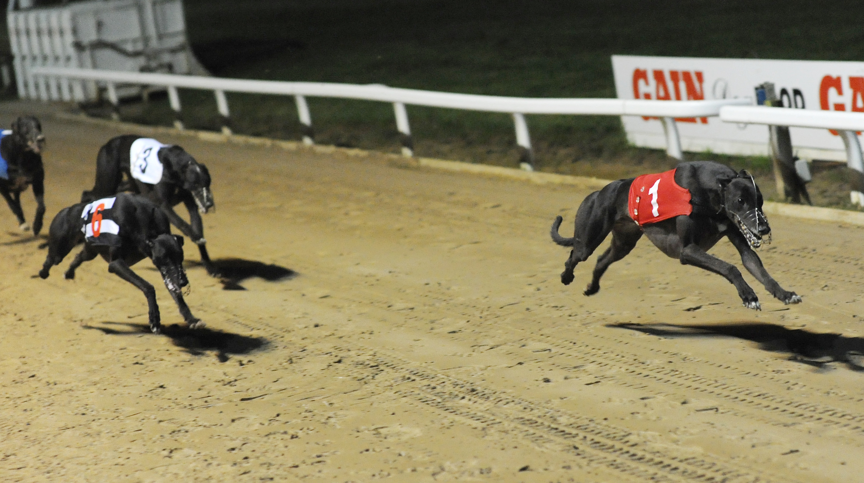 Ruby Wednesday - Greyhound Star | News from the Greyhound Industry