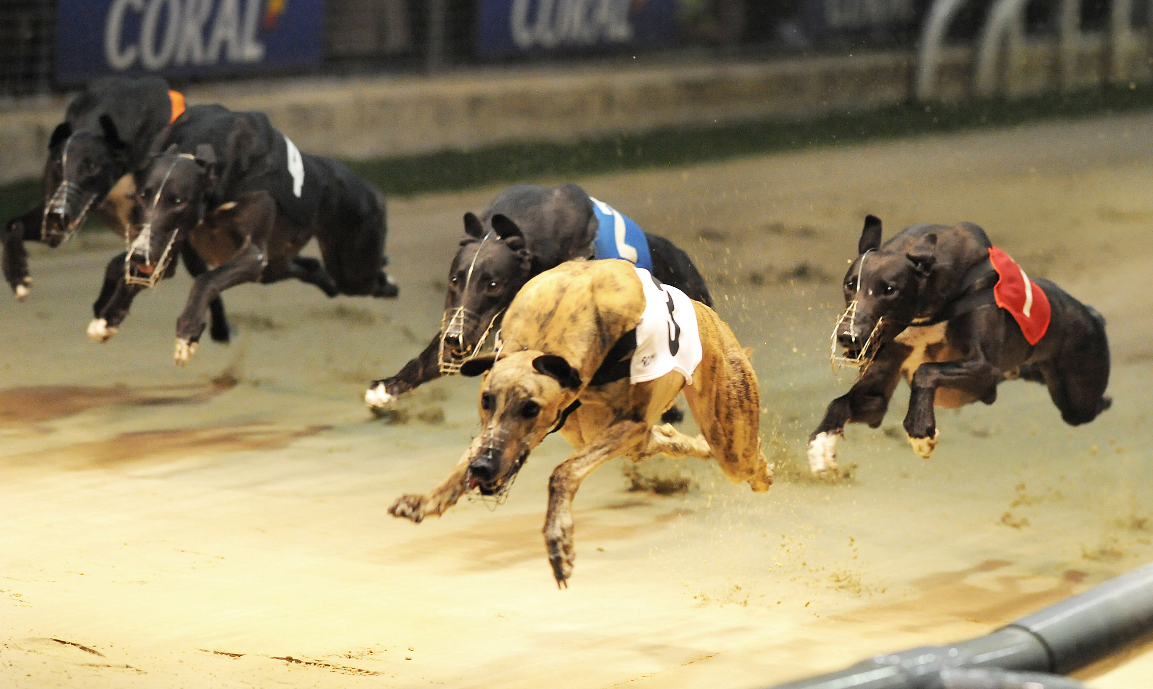 FBGOA: ROMFORD - Greyhound Star | News from the Greyhound Industry