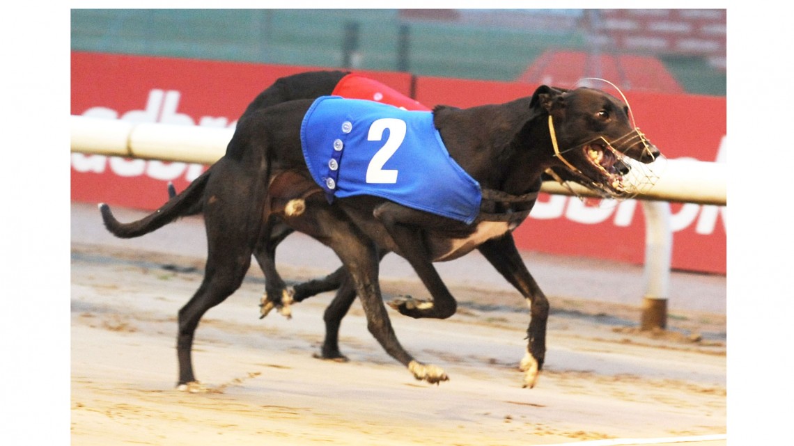STEEL CITY CUP REVIEW Greyhound Star News from the Greyhound Industry