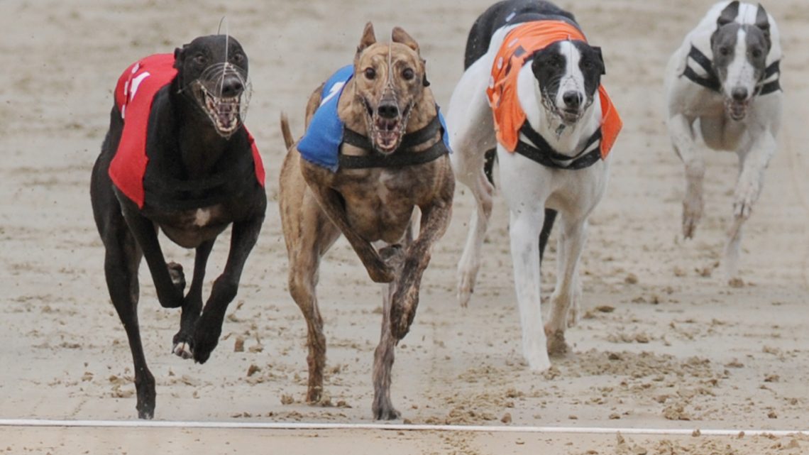 FBGOA: HOVE - Greyhound Star | News from the Greyhound Industry